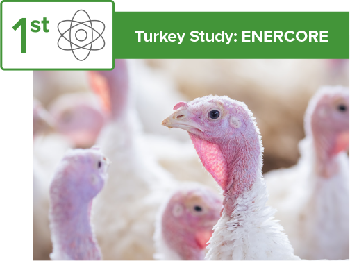 2024: First turkey research study with ENERCORE image