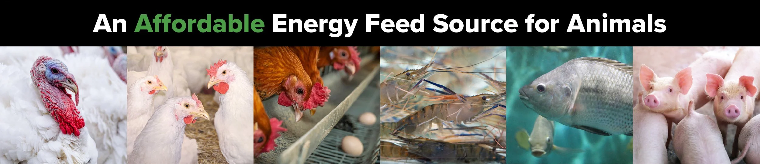 ENERCORE Energy Feed Additive For Protein Integrators