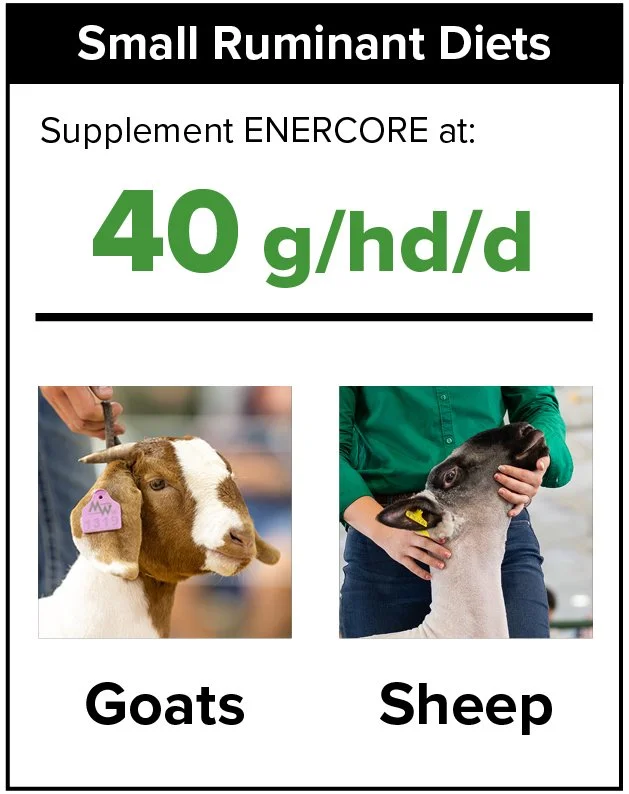 ENERCORE Feeding Rates: Small Ruminant Show Animal Diets