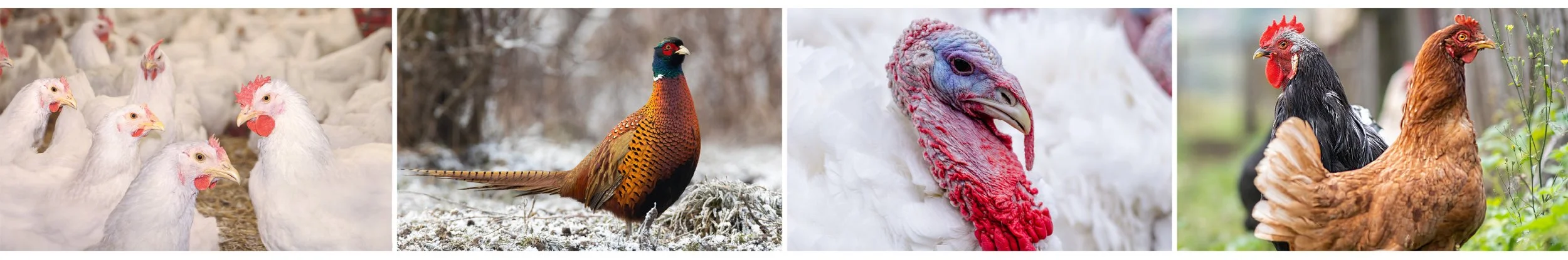 Stress impacts poultry gut health and performance