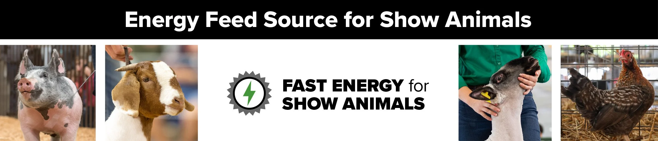 ENERCORE Energy Feed Source: Fast Energy For Your Show Animals