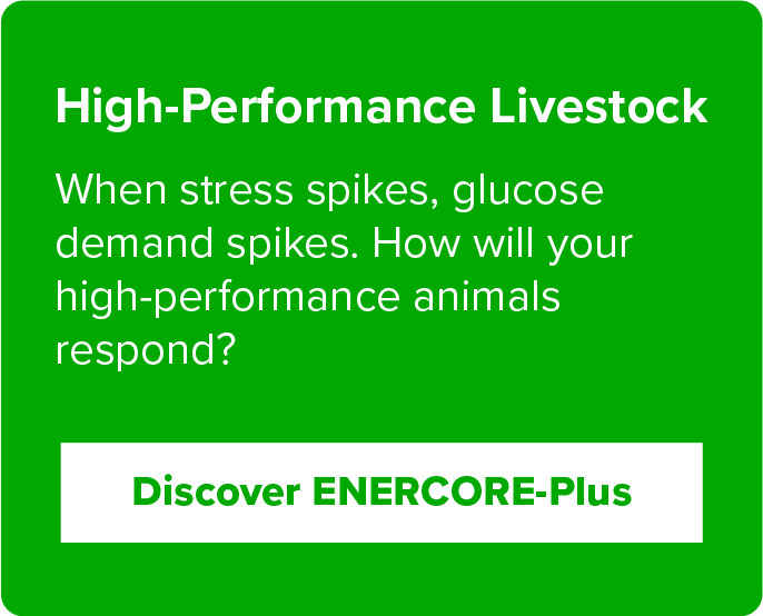 Click to discover more about ENERCORE-Plus for high-performance livestock