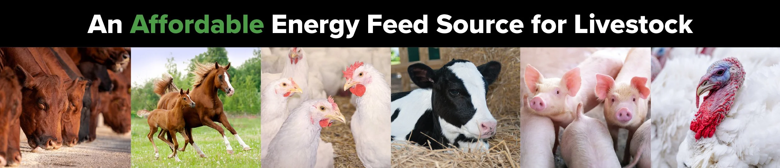 ENERCORE energy feed source for livestock