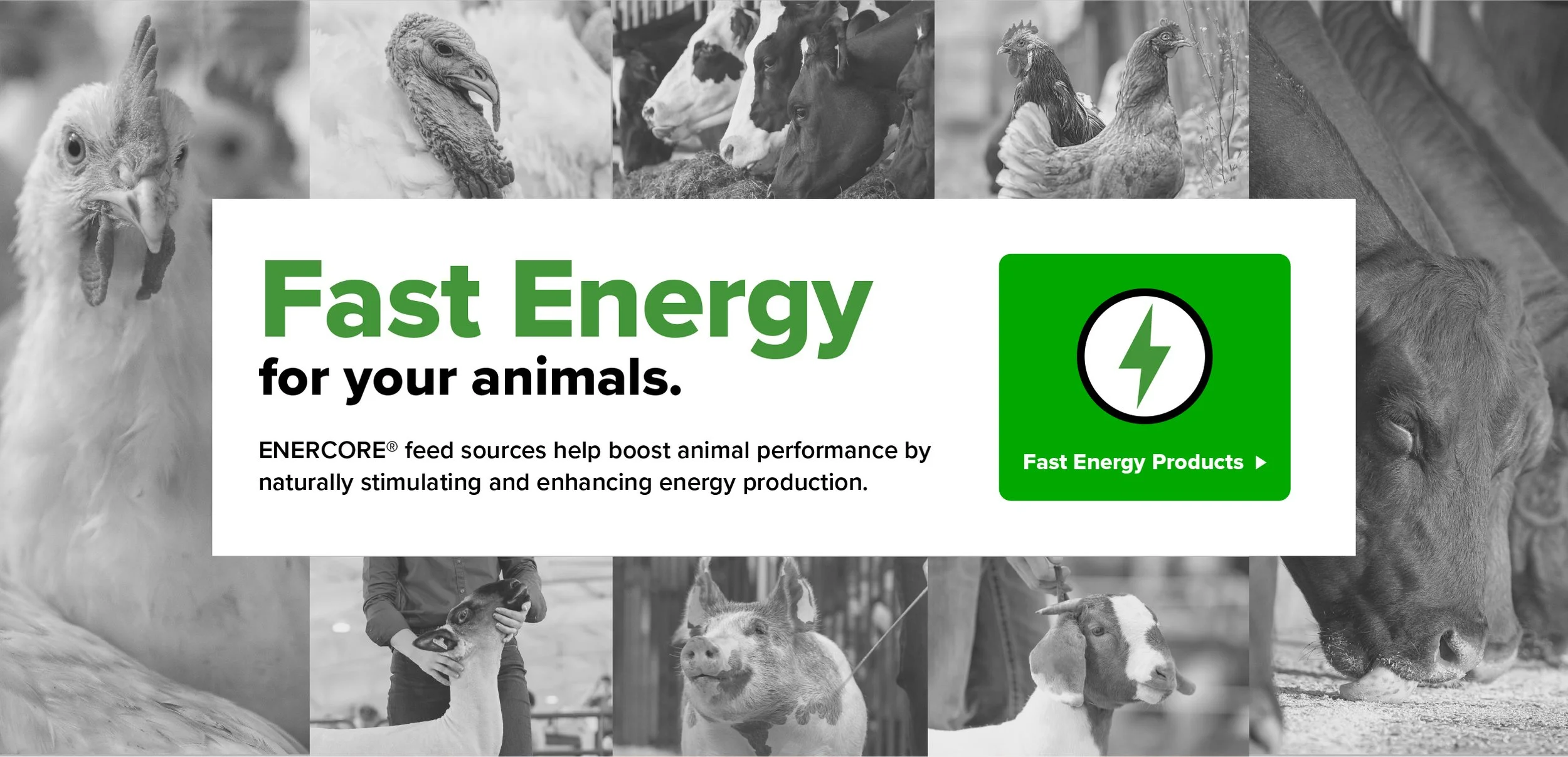 ENERCORE feed sources: fast energy for your animals