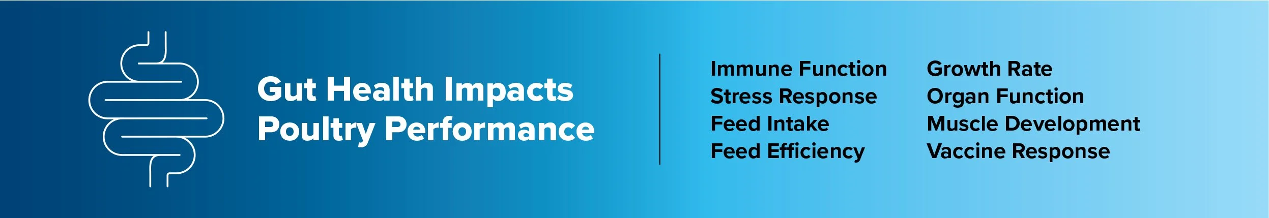 How Poultry Gut Health Impacts Animal Performance
