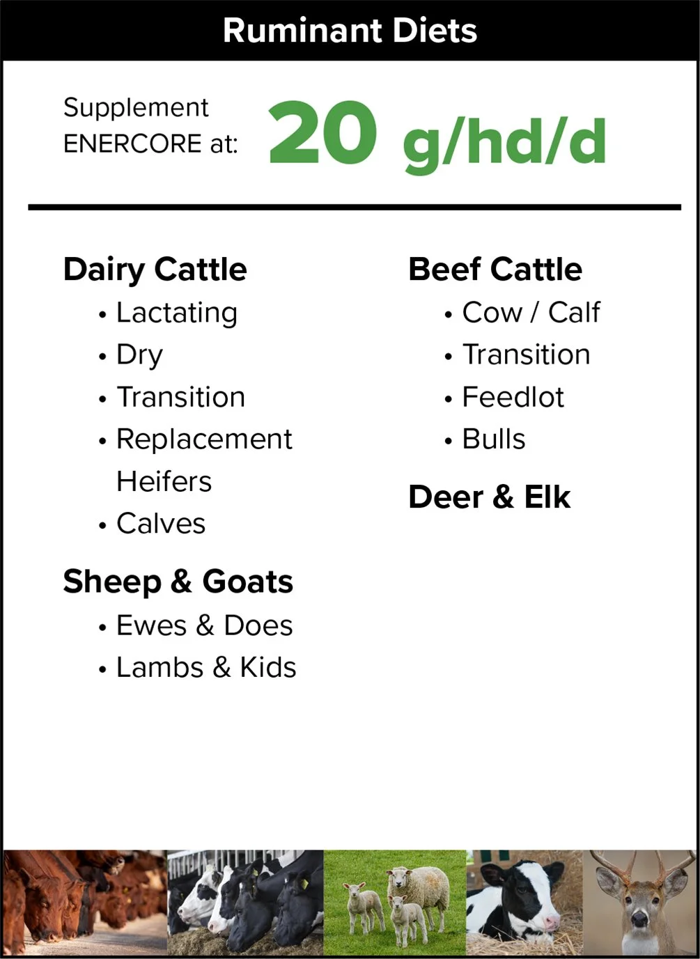 ENERCORE Feeding Rates For Ruminant Animals