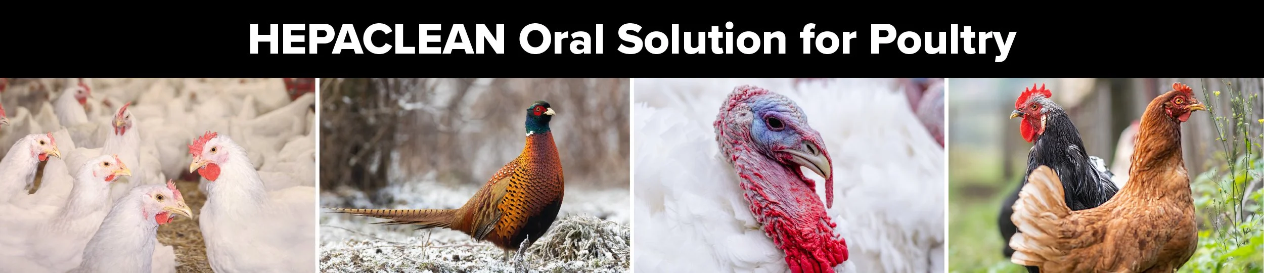 HEPACLEAN Oral Solution for Poultry Bird Photos