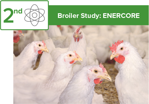 2021: Second poultry broiler research study with ENERCORE image
