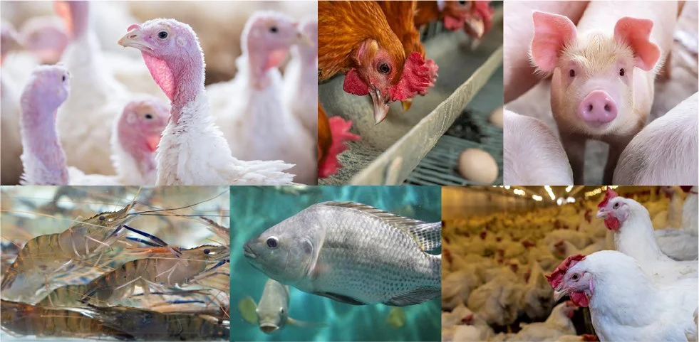 Essential Energy For Animal Performance