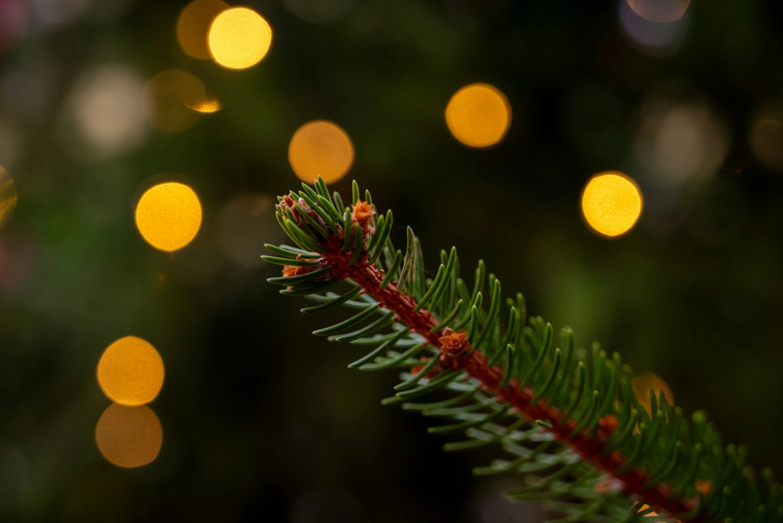 Market Analysis December 2025