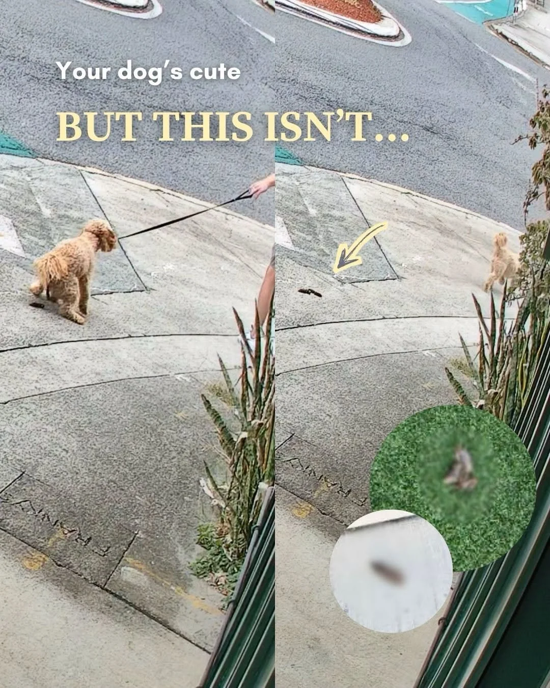 Not picking up after your dog is not okay 🚫💩

That&rsquo;s why Brisbane City Council has rolled out more &ldquo;Bag It &amp; Bin It&rdquo; corflute signs 🪧

Picking up after your 🐶 pooch&hellip; it&rsquo;s a simple act that keeps our streets clea