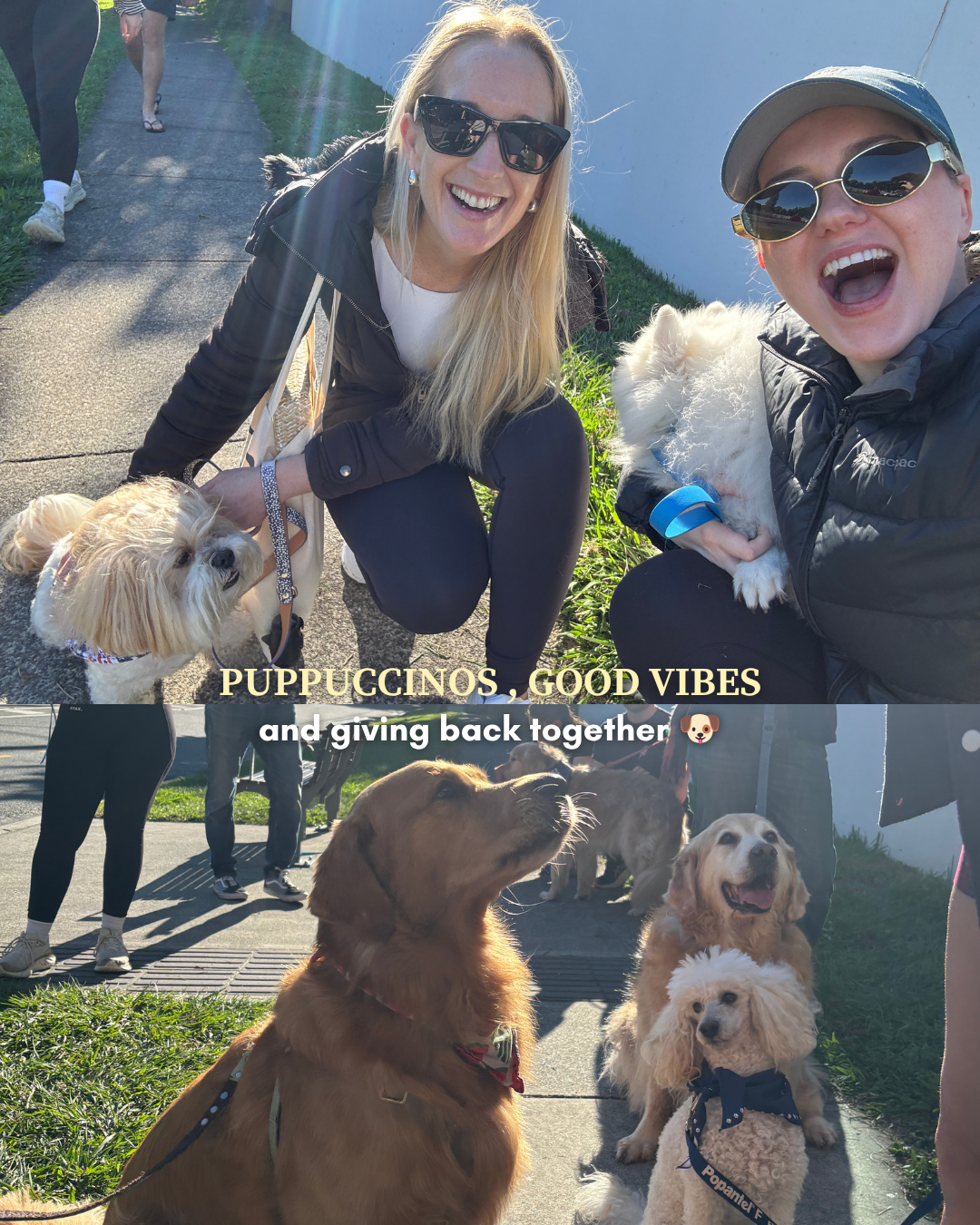 Community Dog Walk Charity Event