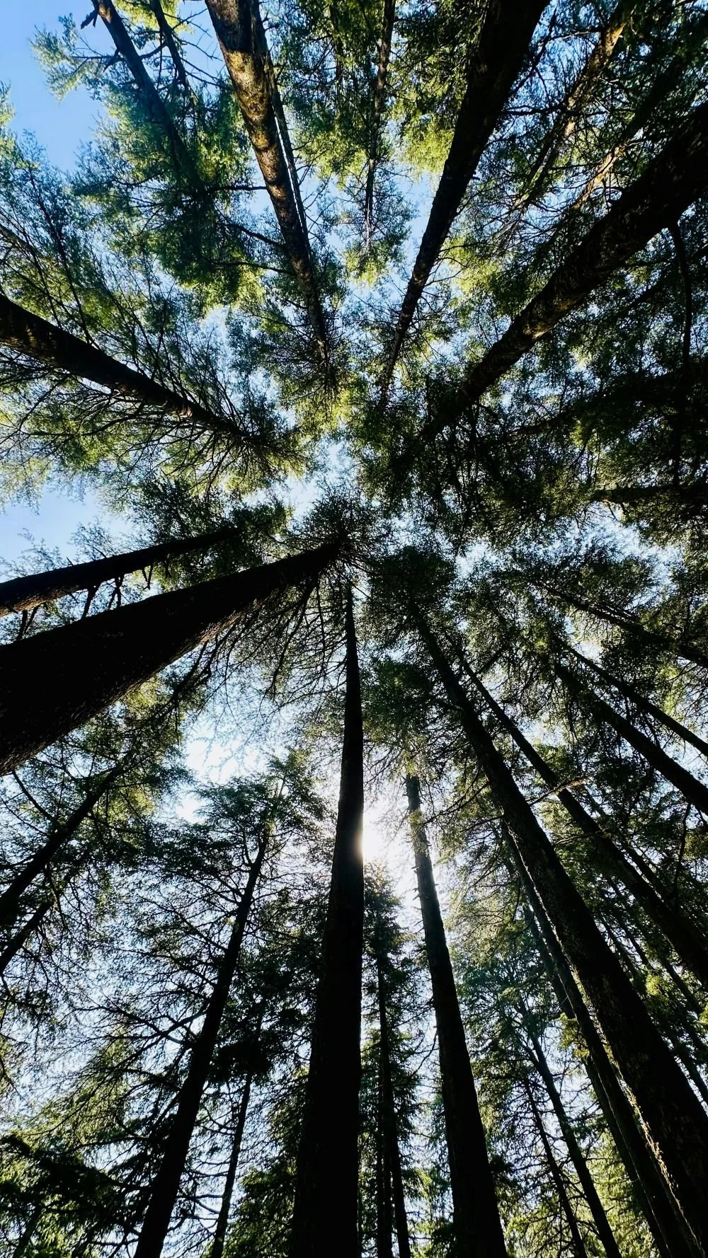 Looking up at tall trees in a forest with sunlight shining through the branches and leaves.