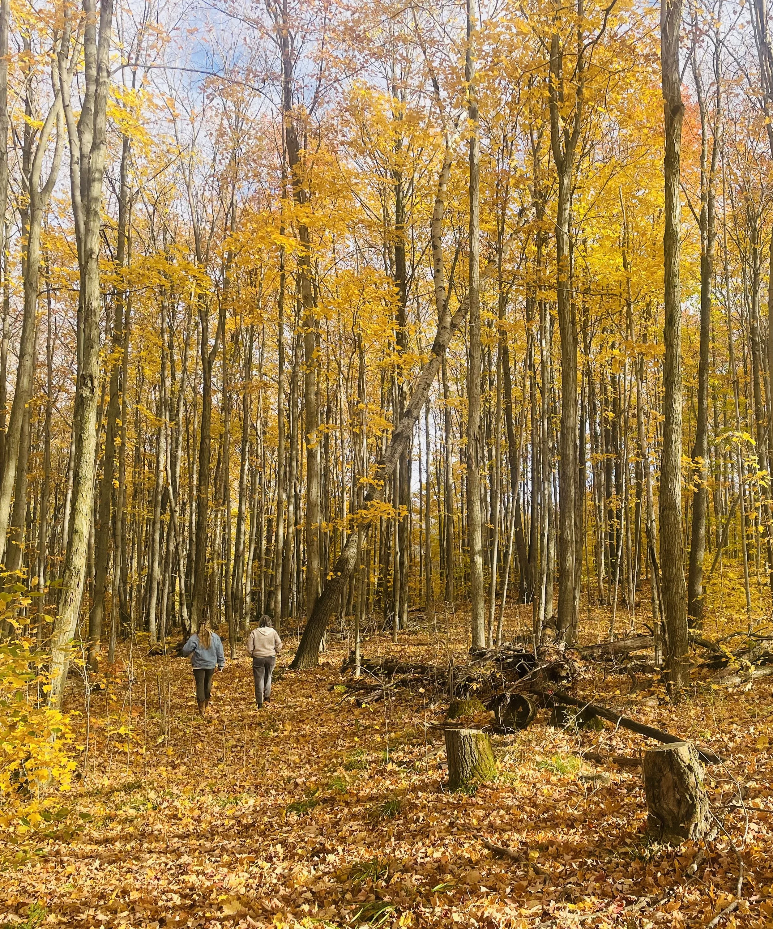 People walking through a dense forest in autumn, with trees showing yellow and orange leaves and a ground covered in fallen leaves.