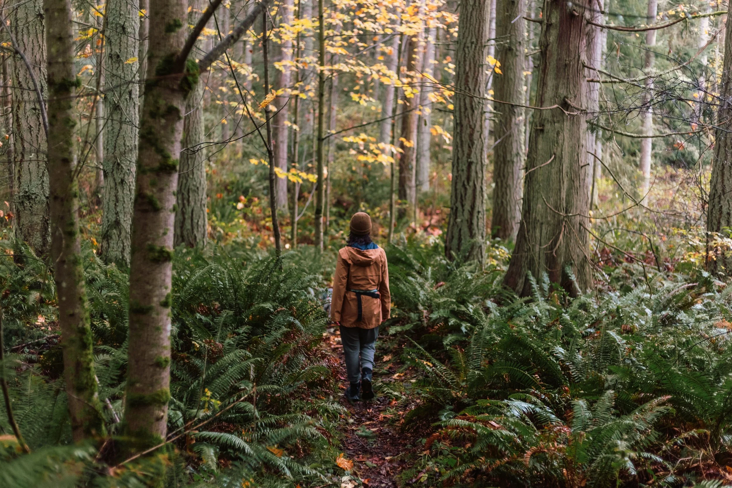 A person walking in a forest with tall trees and green ferns, wearing a brown jacket and a hat, surrounded by autumn-colored leaves.