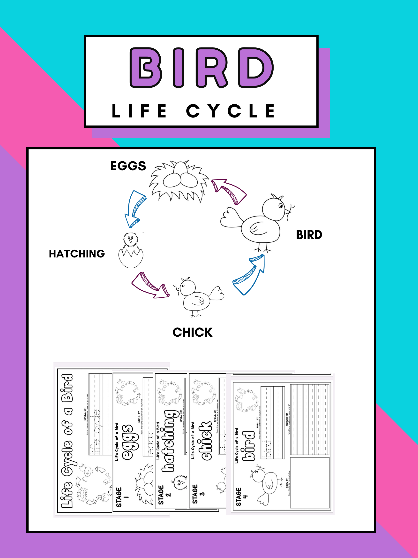 Life of a Bird Printable Pack – Homeschool & Classroom Science Activity