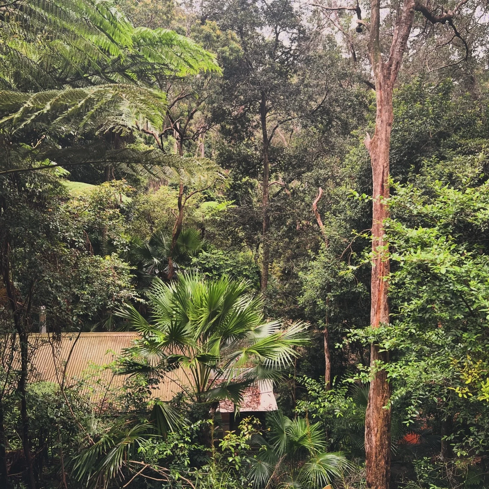 AMONGST THE FERNS
_________

A very special site visit. 

​ruch &bull; Site Shots