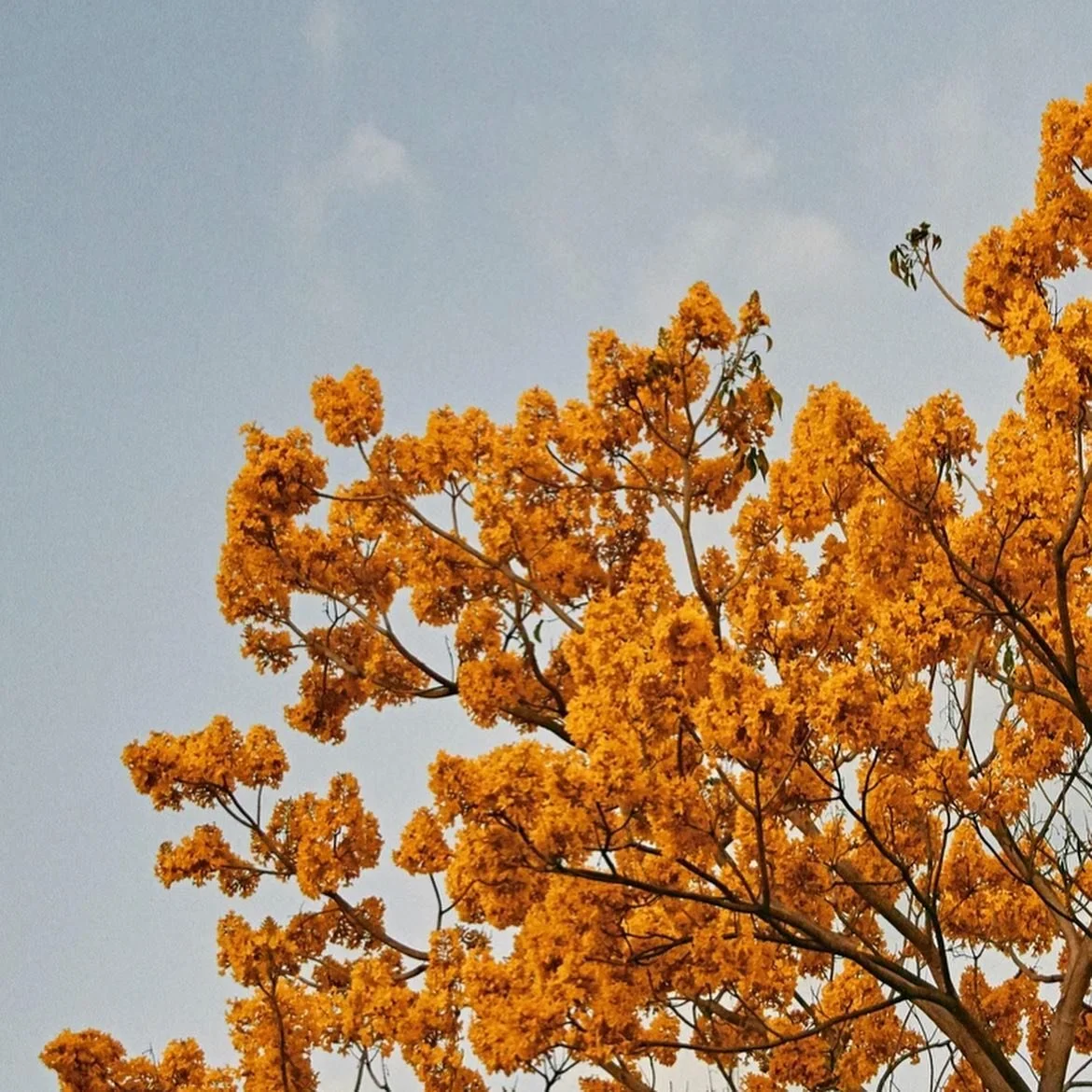 TERRA + SAGE
_________

​ruch &bull; Colour Cards