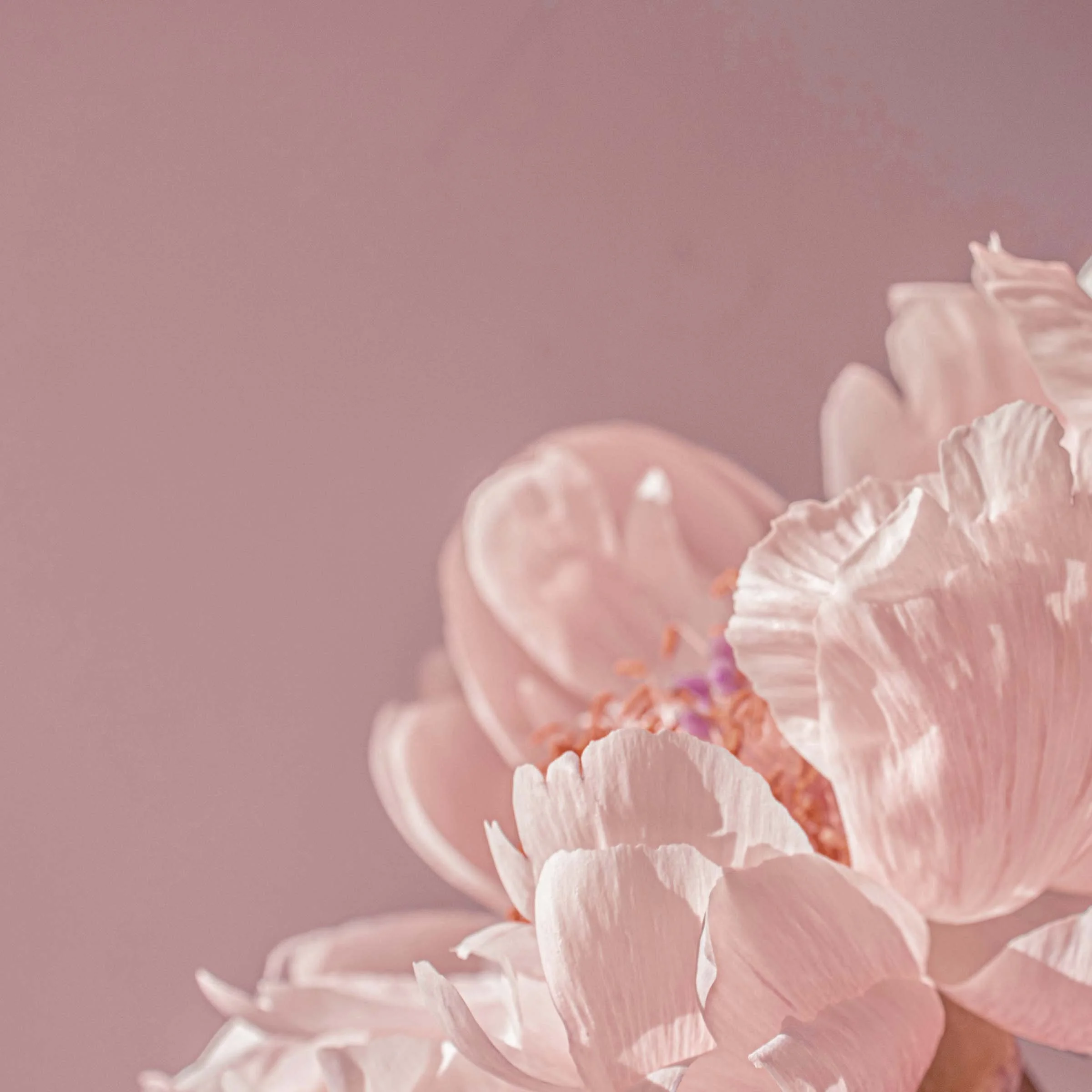 Close-up of a soft pink peony flower with ruffled petals against a pink background.