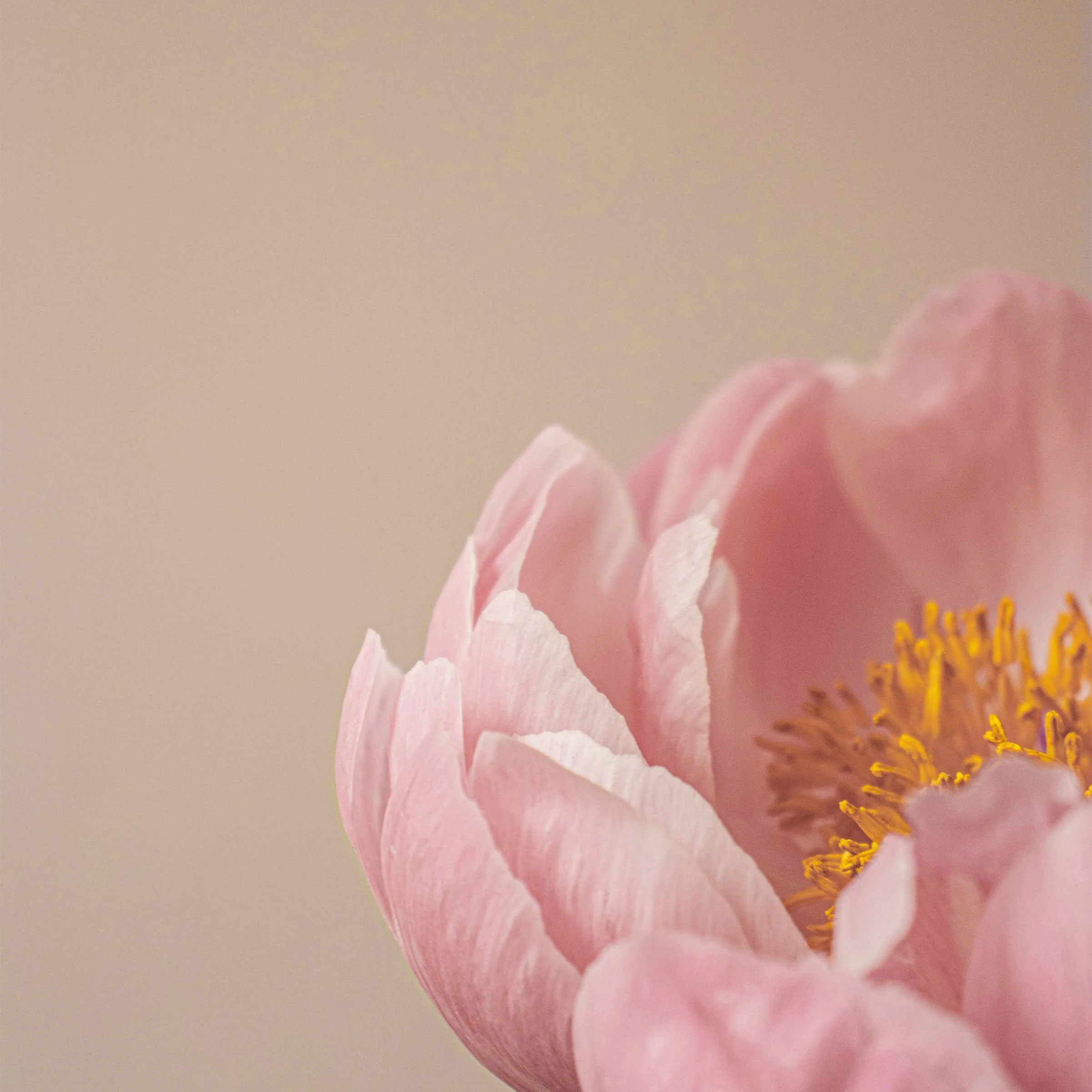 Close-up of a pink peony flower with soft petals and yellow stamens against a neutral background.
