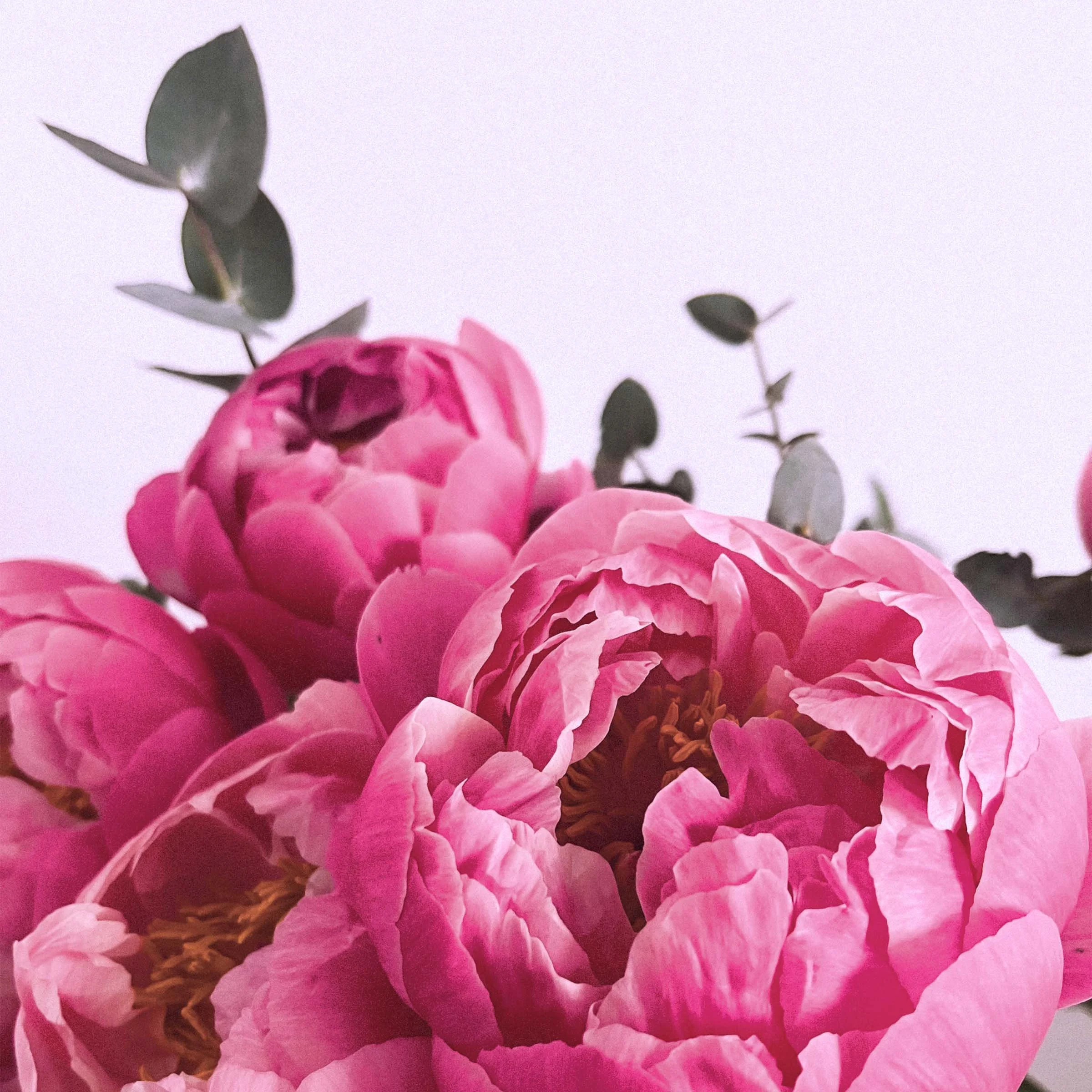 Close-up of pink peony flowers with green leaves against a light background.