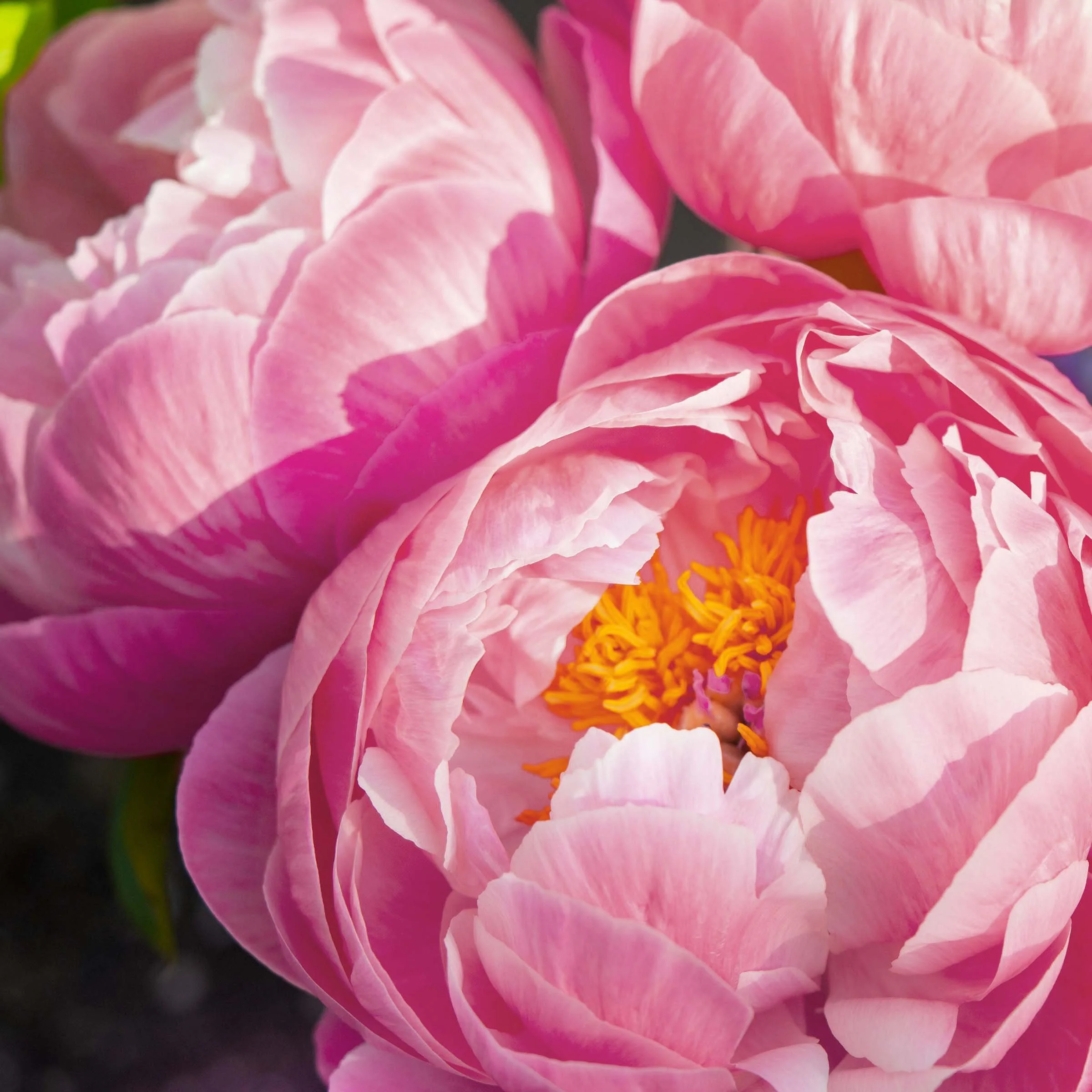 Close-up of a pink peony flower with ruffled petals and yellow stamens in the center.
