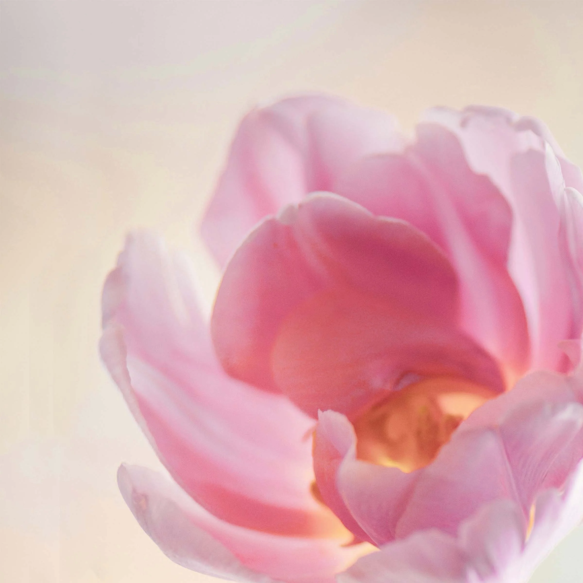Close-up of a pink tulip flower with soft lighting and blurred background.