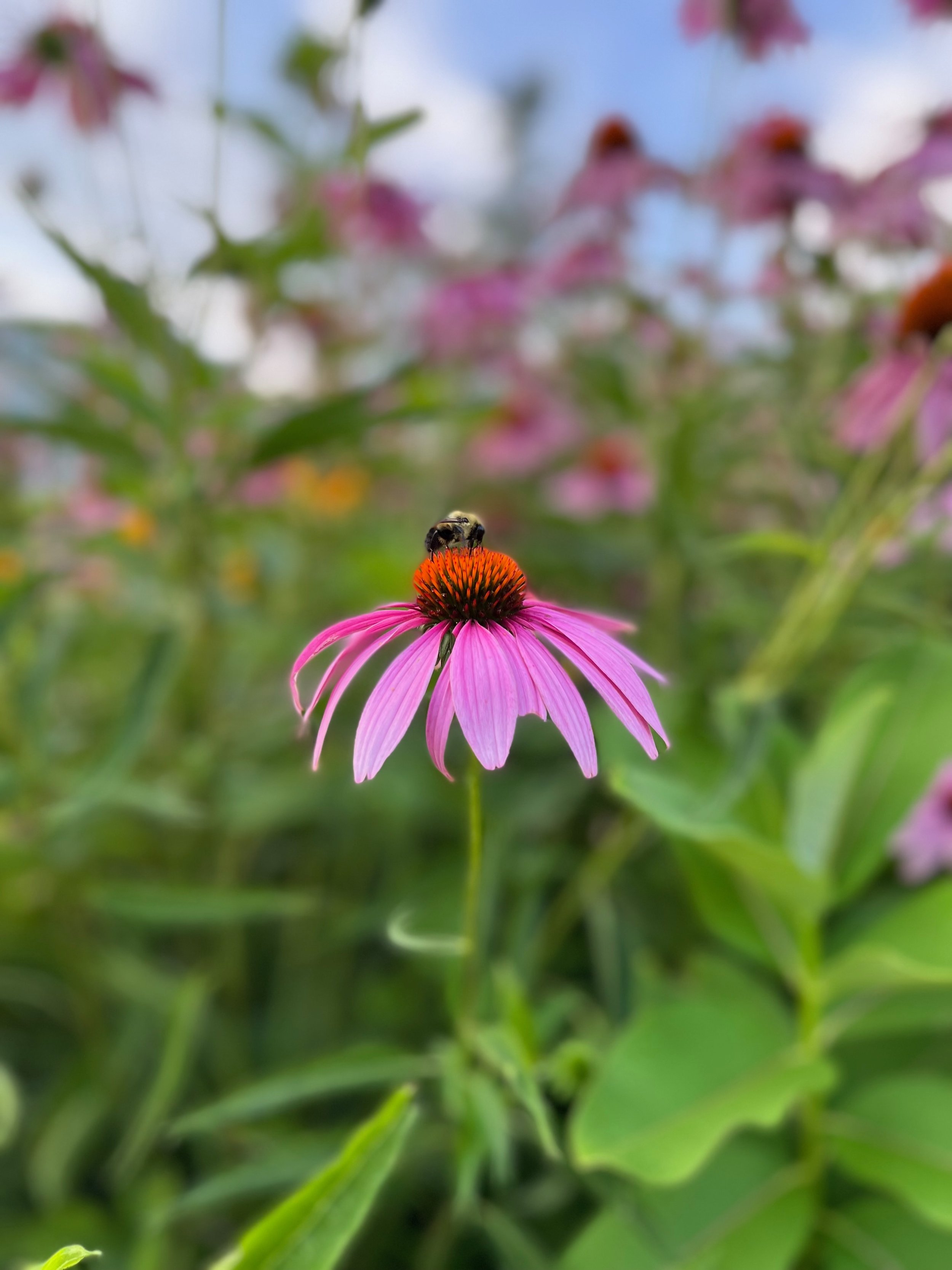 Bee Purple.jpeg