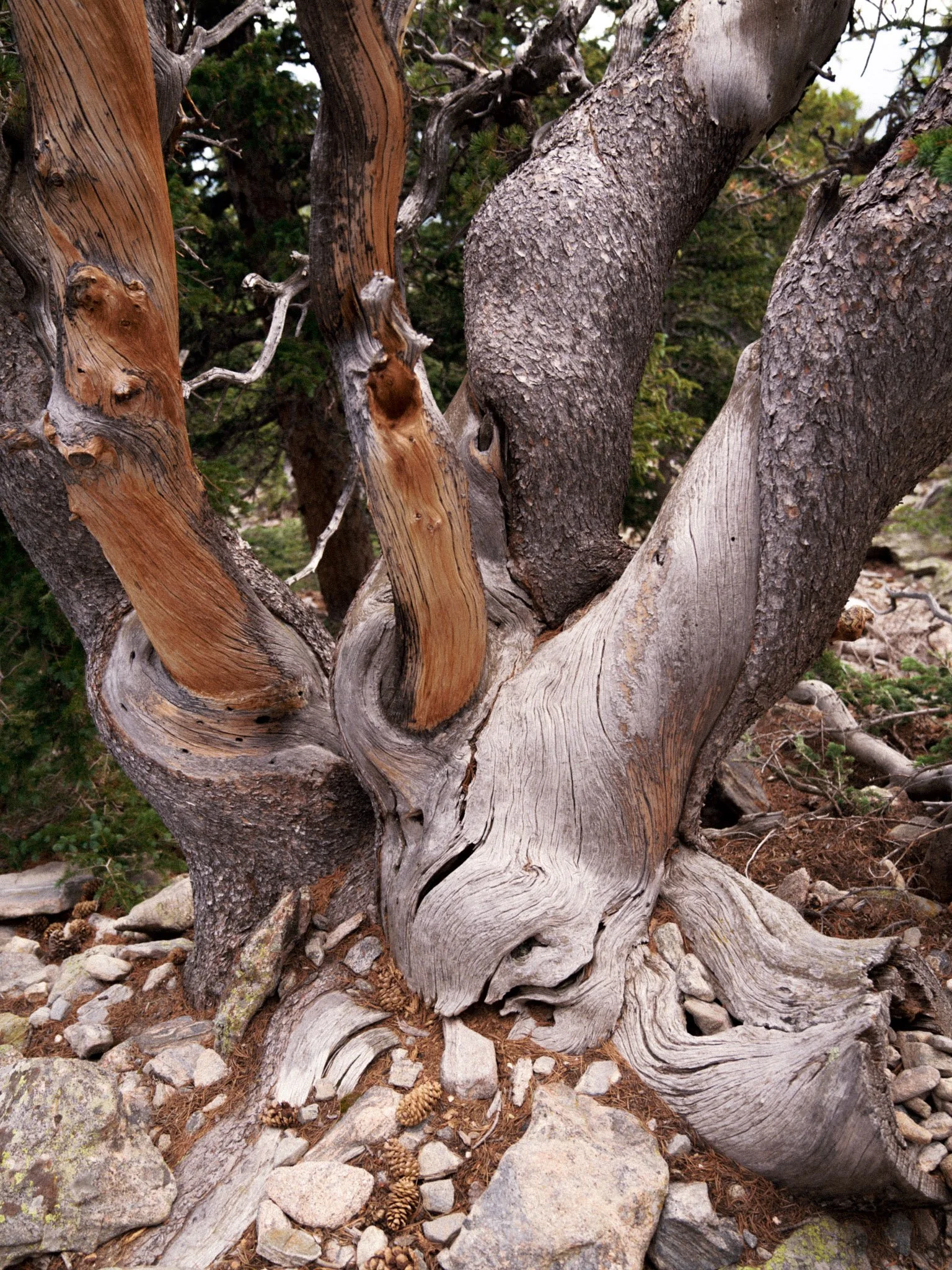 A Good Tree