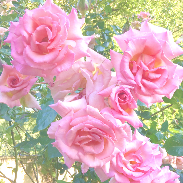 Pink Rose Photo by Shelley Sophia