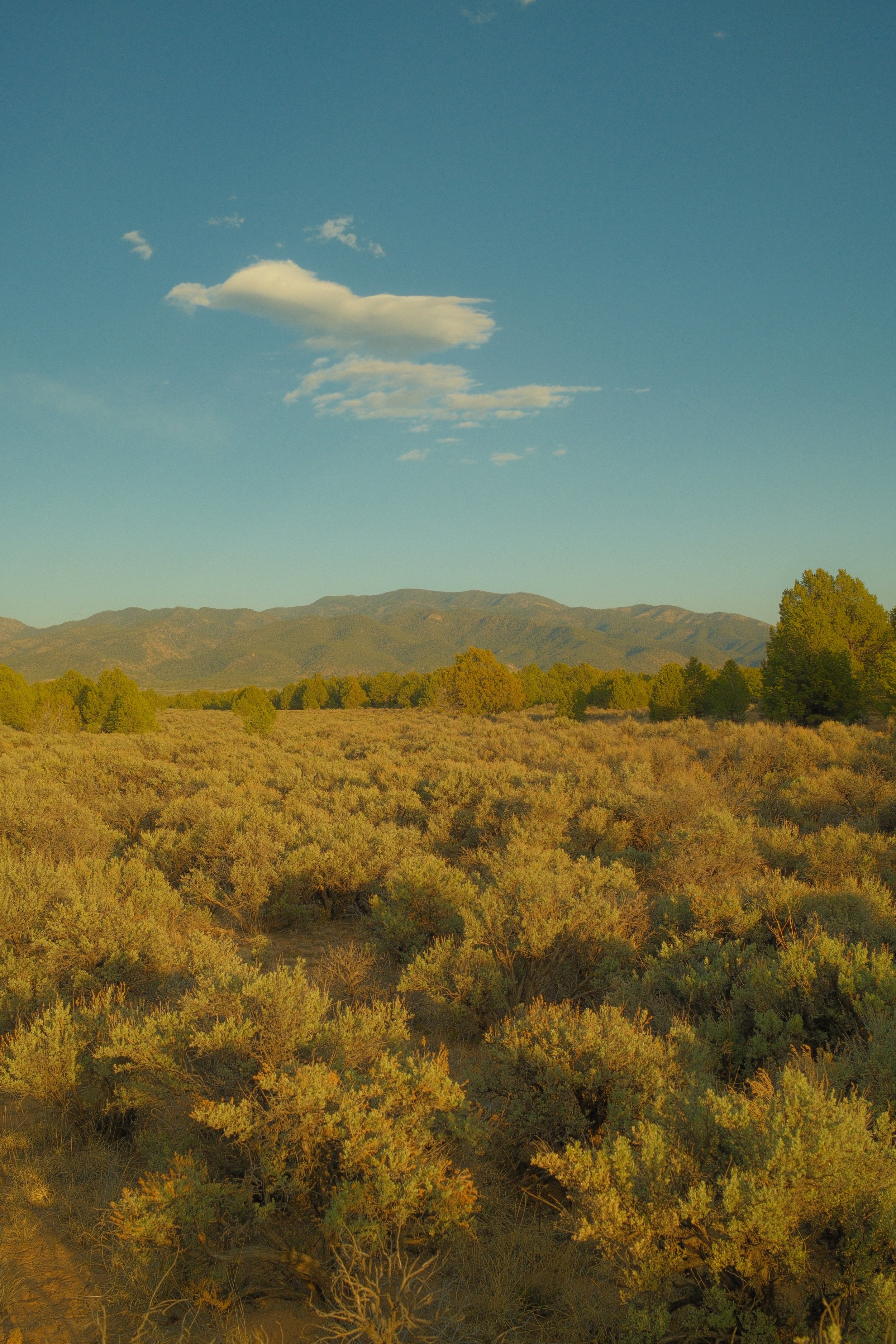 5 Ways Nature Can Support Your Mental Health