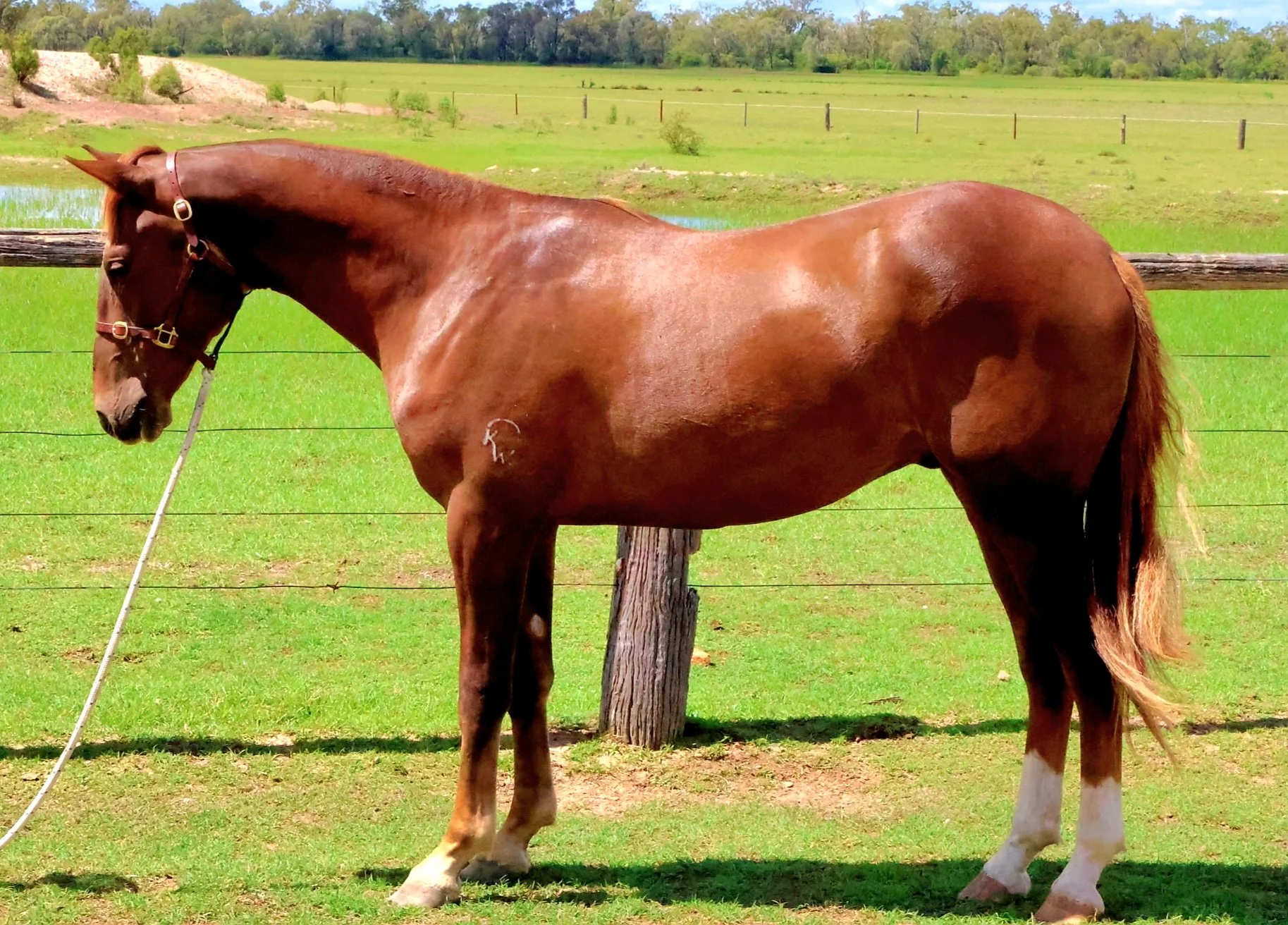 Warregold Trailblazer -HSH