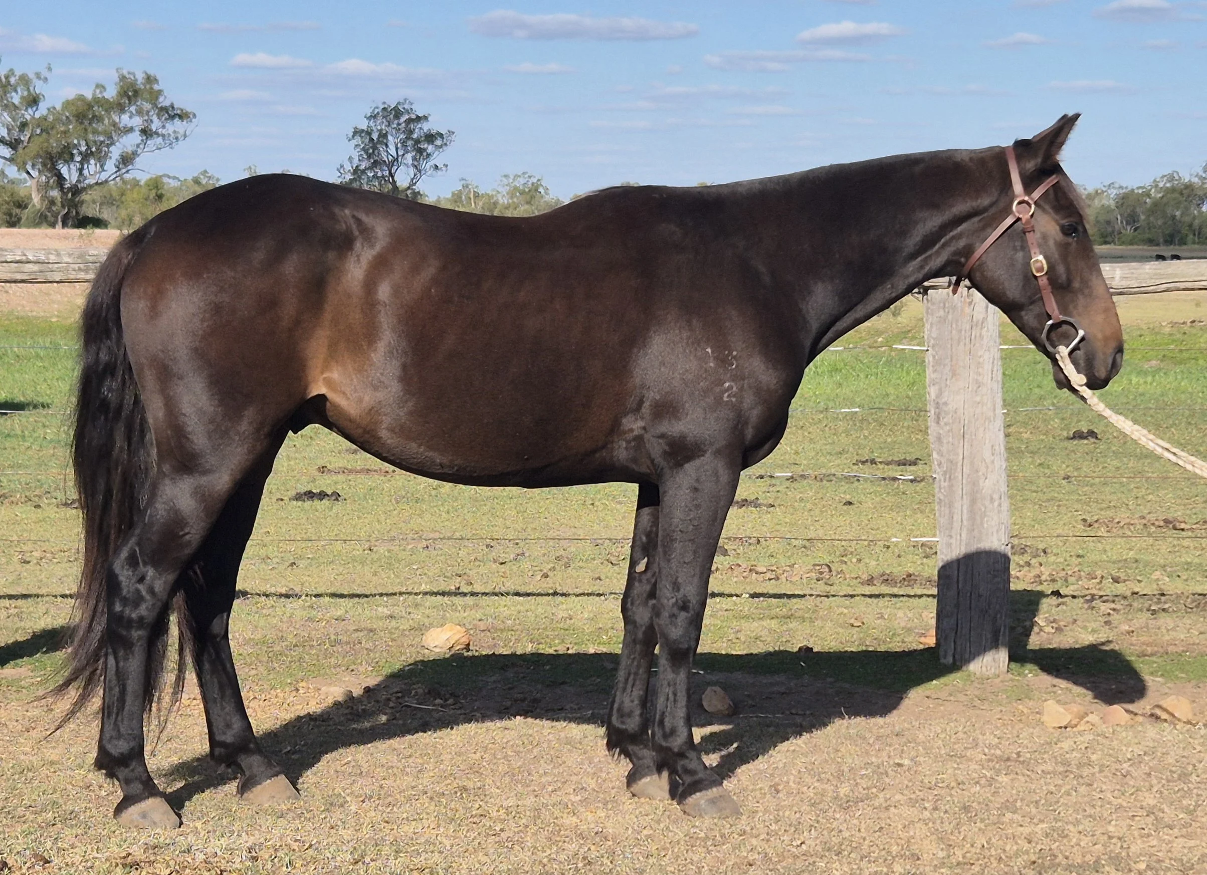 Warregold Sunny - HSH
