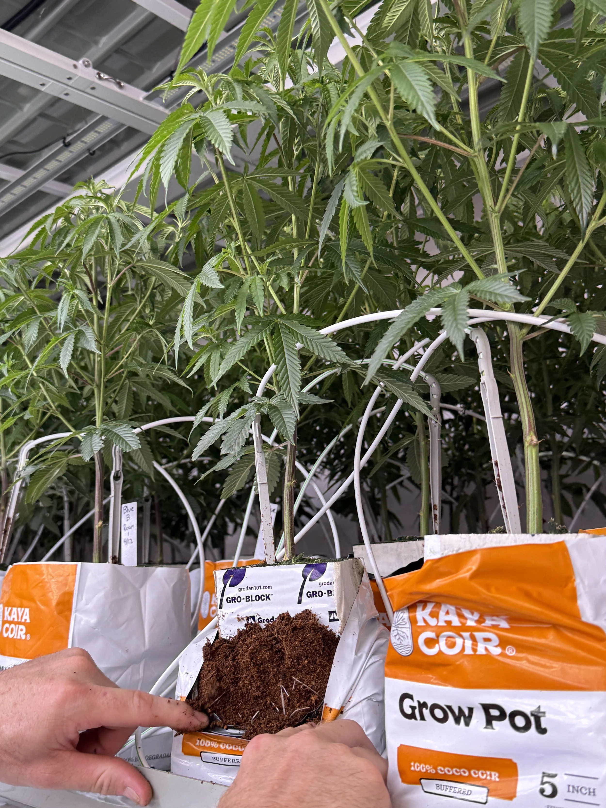 Veg   Flower Substrate ~ AgPro360 Racks | Matrix M4 400w LED

Veg blocks get transferred to Kaya Coir flower substrate. 
PPFD = 500-600
Veg Time on Flower Substrate: 
- Single Tier = 2 weeks (24-26")
- Double Stack = 1 week (18-24")