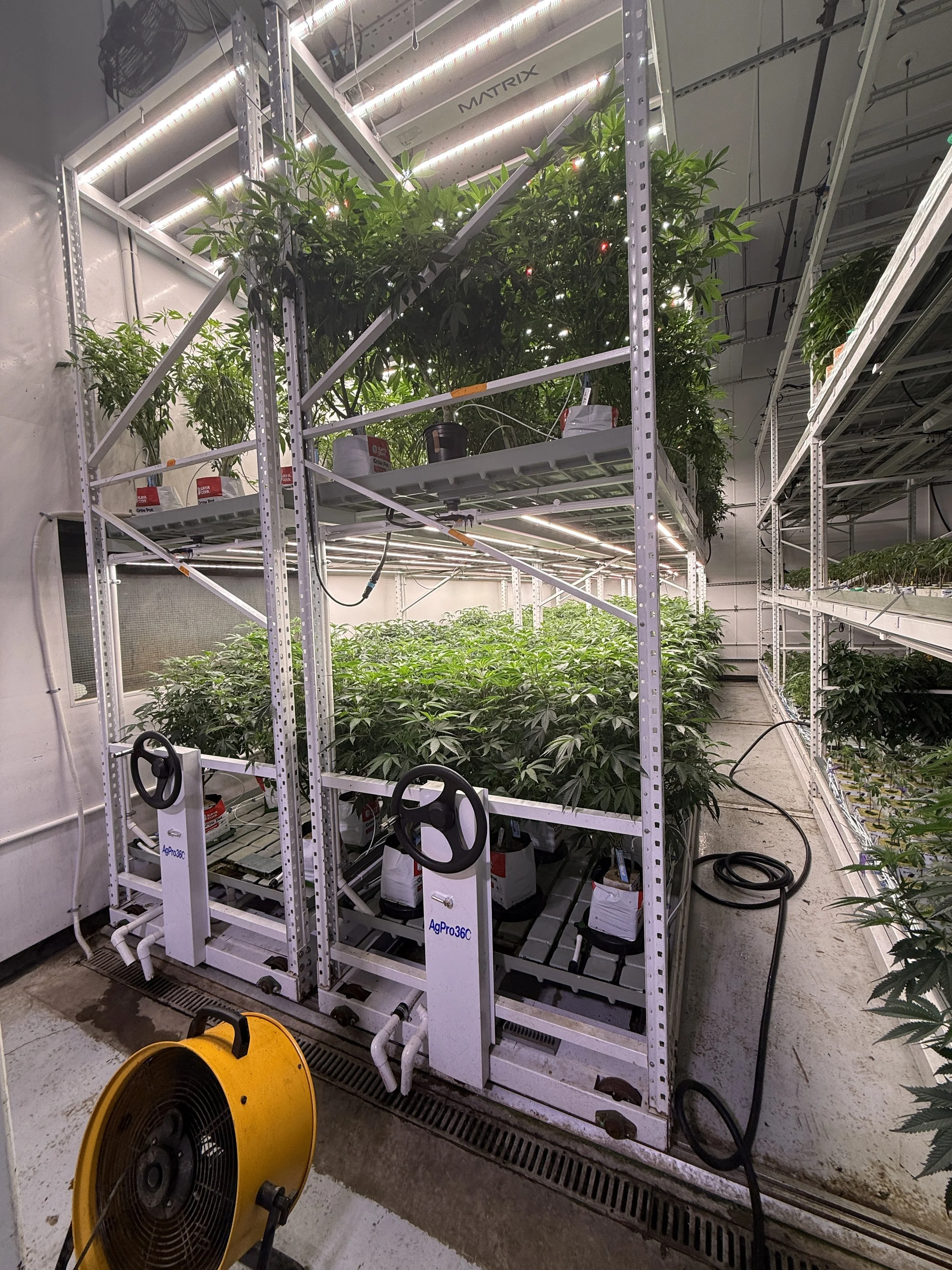 Mothers ~ AgPro360 Racks | Matrix M4 400w LED

Mothers are in rotation for 3-4 months to maintain clone health and vigor. 
