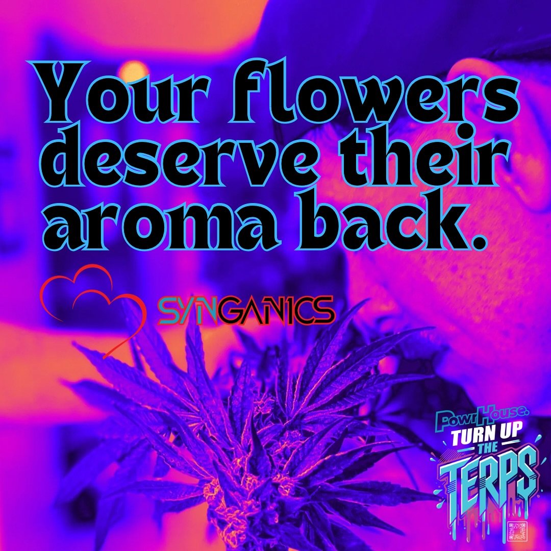 💔🪻👃🧂 👀 

#Synganic recipe linked in bio. No secrets here, just solutions to Turn up the Terps. 

🪴Synganics Supplier Partners
@hygrozyme 
@united.nutrients 
@thegreengro 
@the_og_bioag 
@generalhydroponics 
@indoorsunhydro_ 
@kaya_coir 
@mother