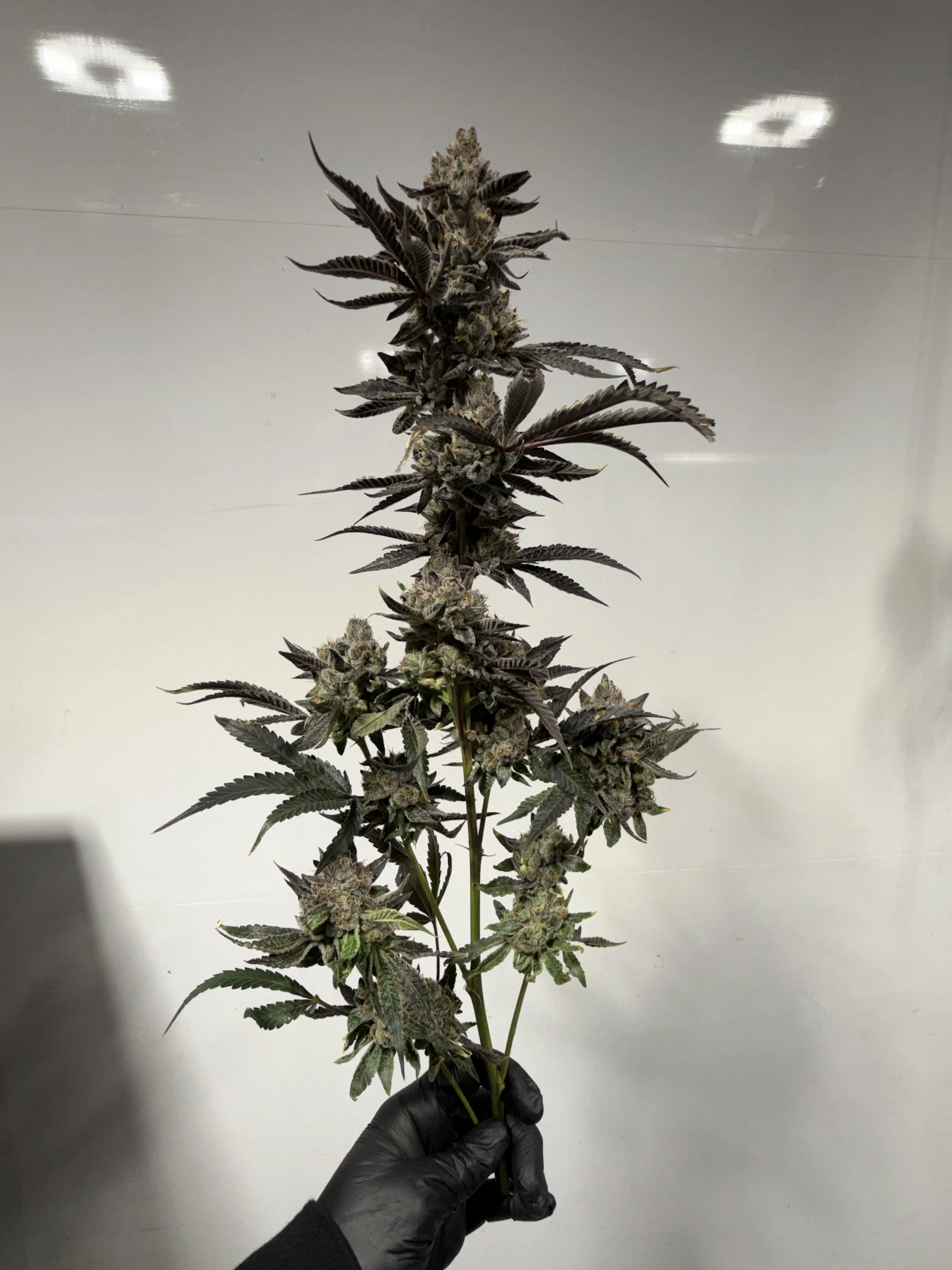 Frosted Cherries_1.JPG