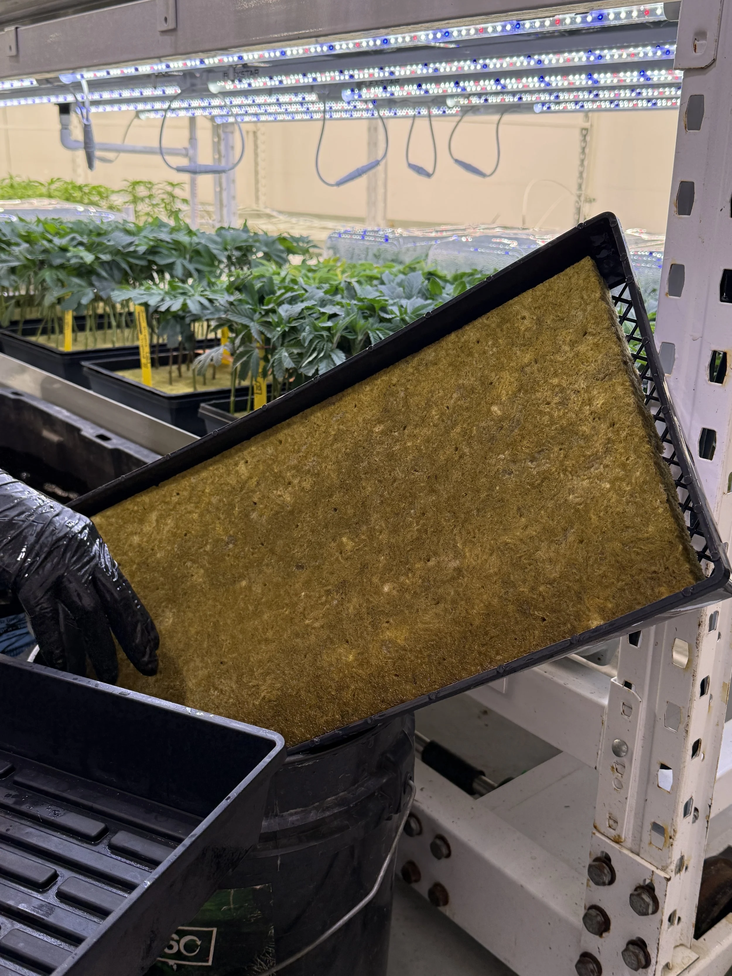 Rockwool Slabs soaked with the organics