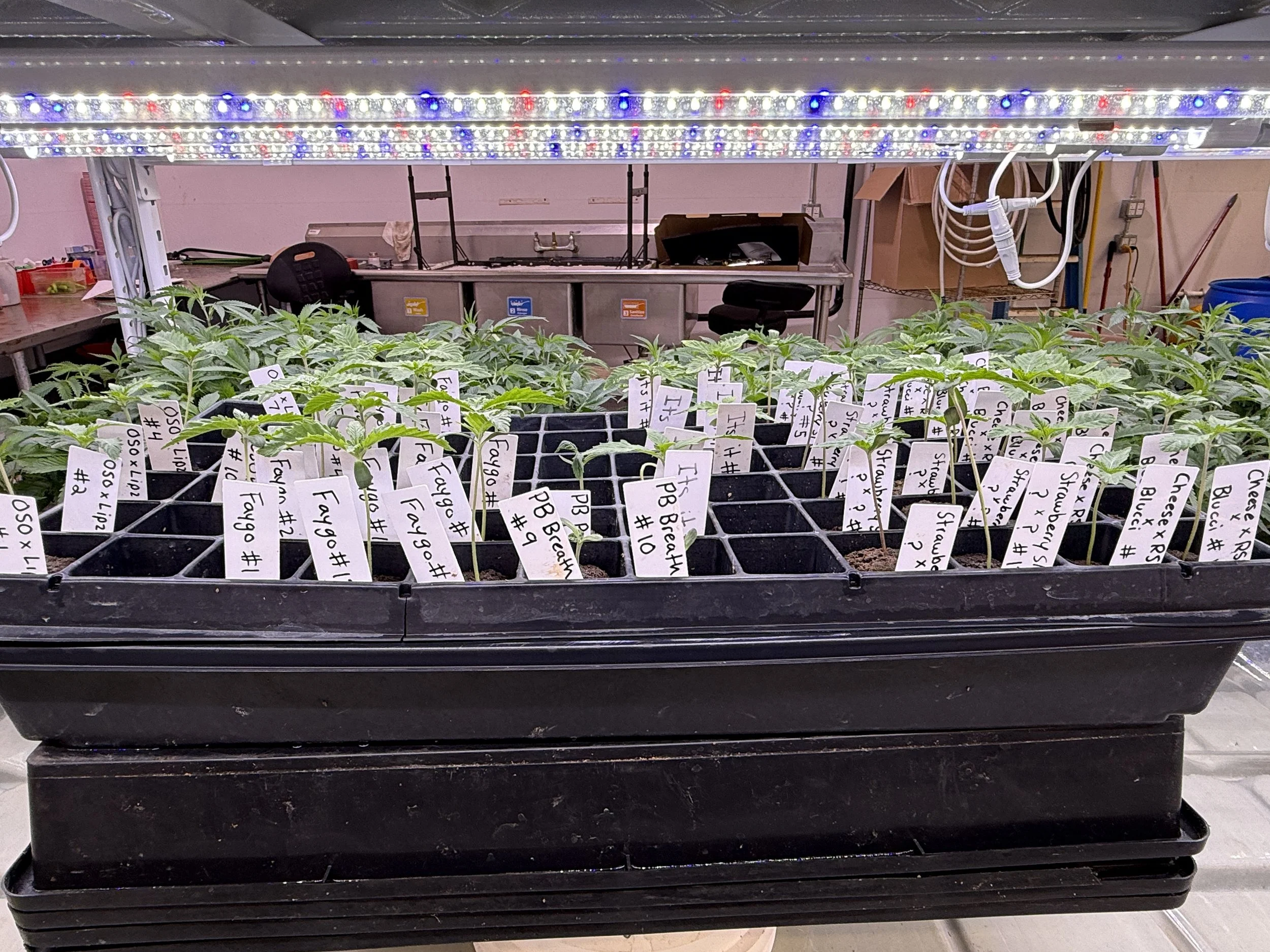 Seeds ~ AgPro360 Racks | Matrix CB 18w Clone Bars