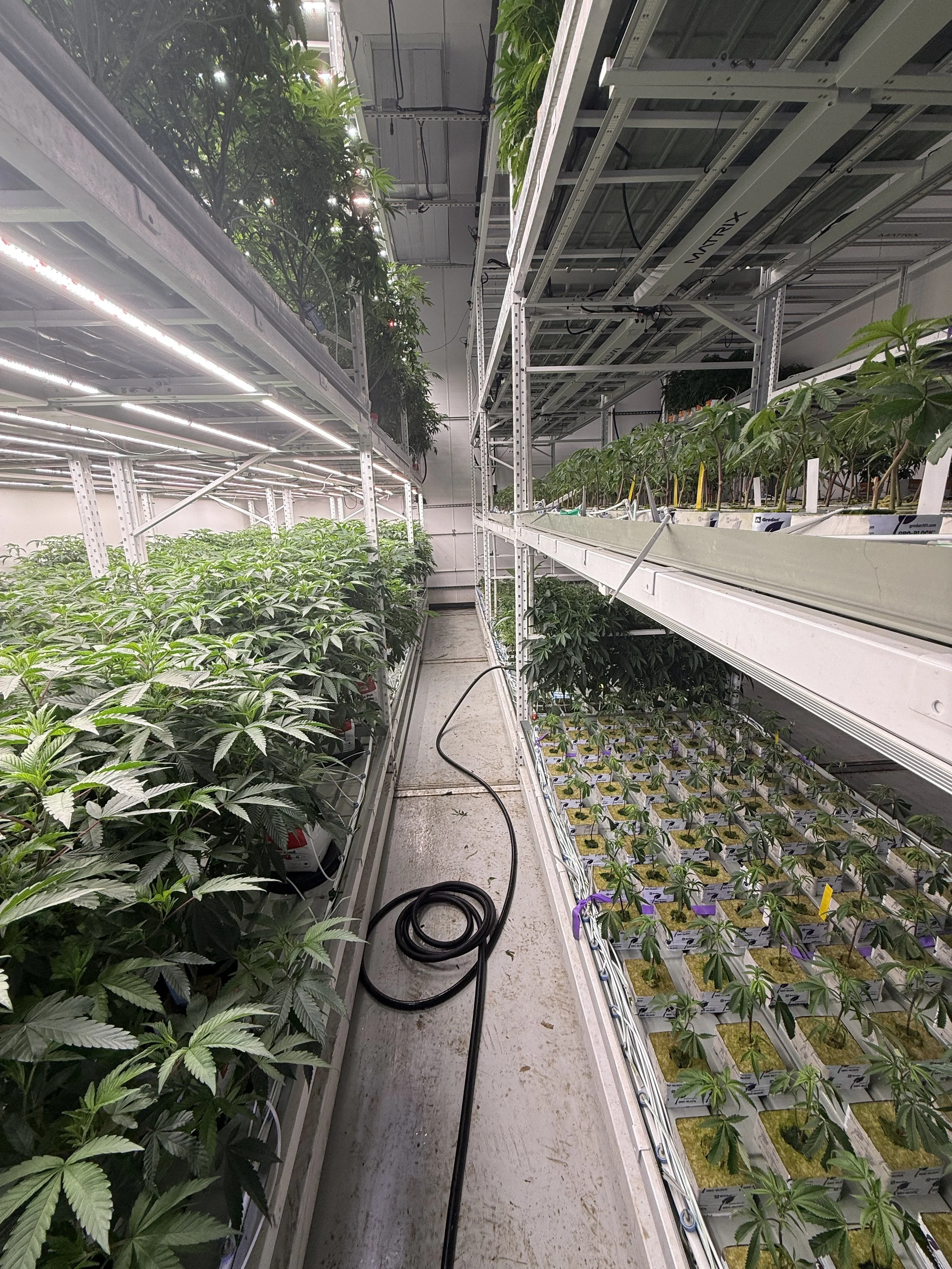 Veg Blocks ~ AgPro360 Racks | Matrix M4 400w LED

Clones get transferred into veg blocks (Delta 6.5" or Kaya Coir coco veg blocks 4x4x2.5") for 7-days.  
PPFD: 400-500