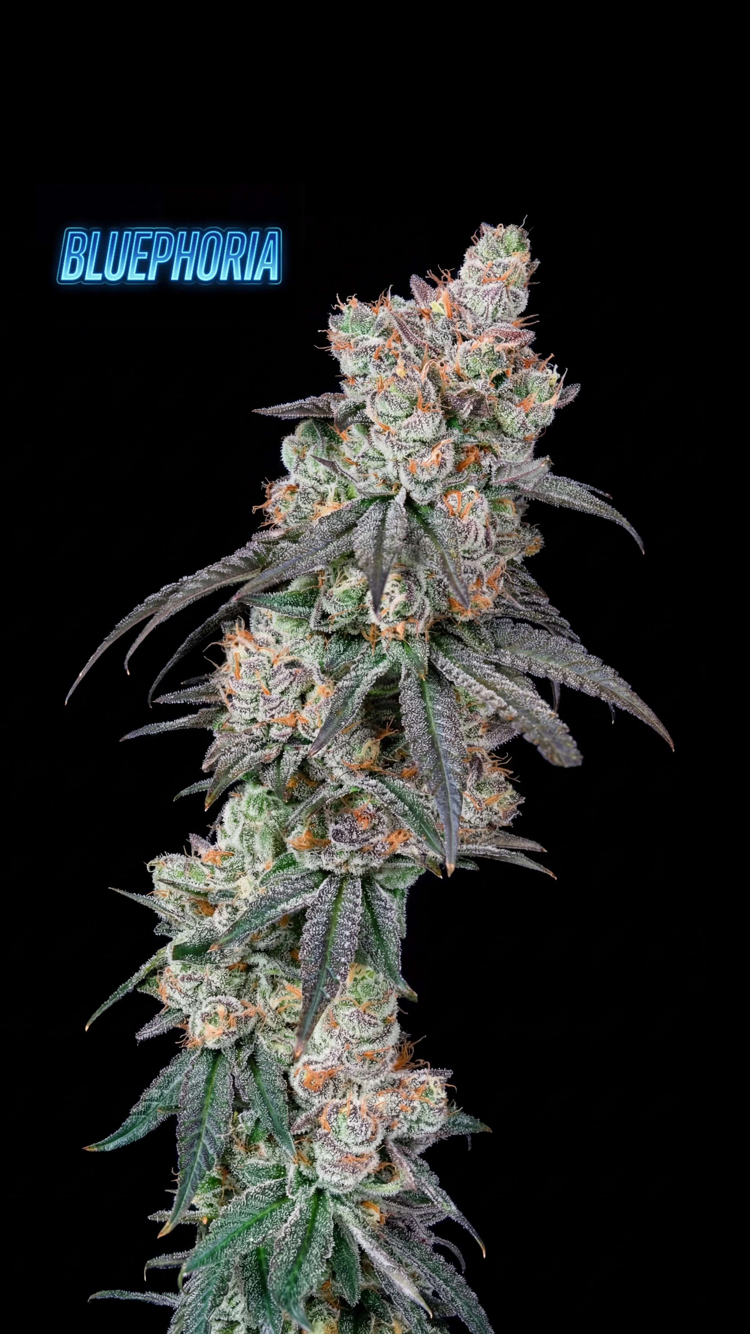 BLUEPHORIA_2.JPEG