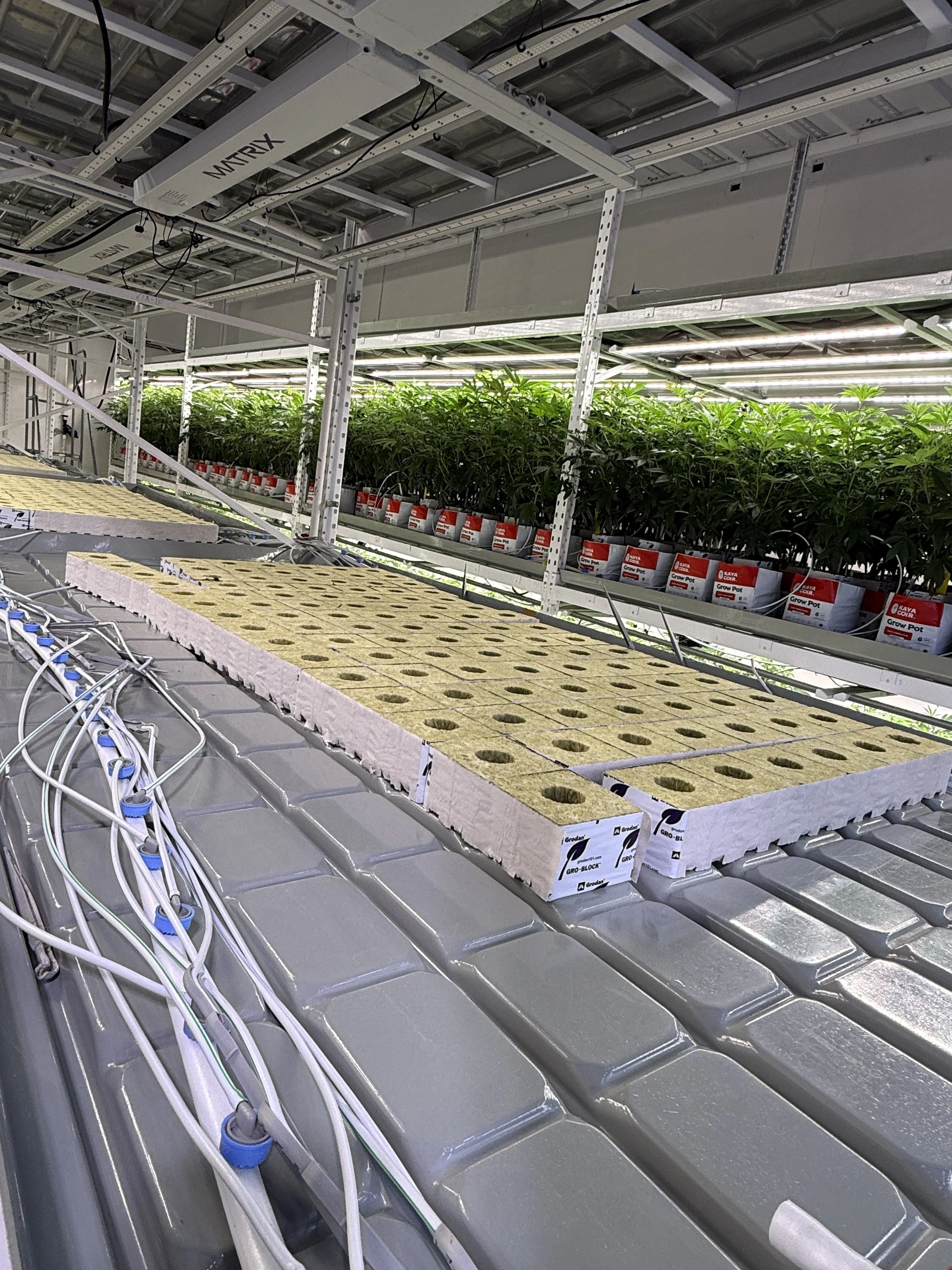 Veg Blocks ~ AgPro360 Racks | Matrix M4 400w LED

Clones get transferred into veg blocks (Delta 6.5" or Kaya Coir coco veg blocks 4x4x2.5") for 7-days.  
PPFD: 400-500