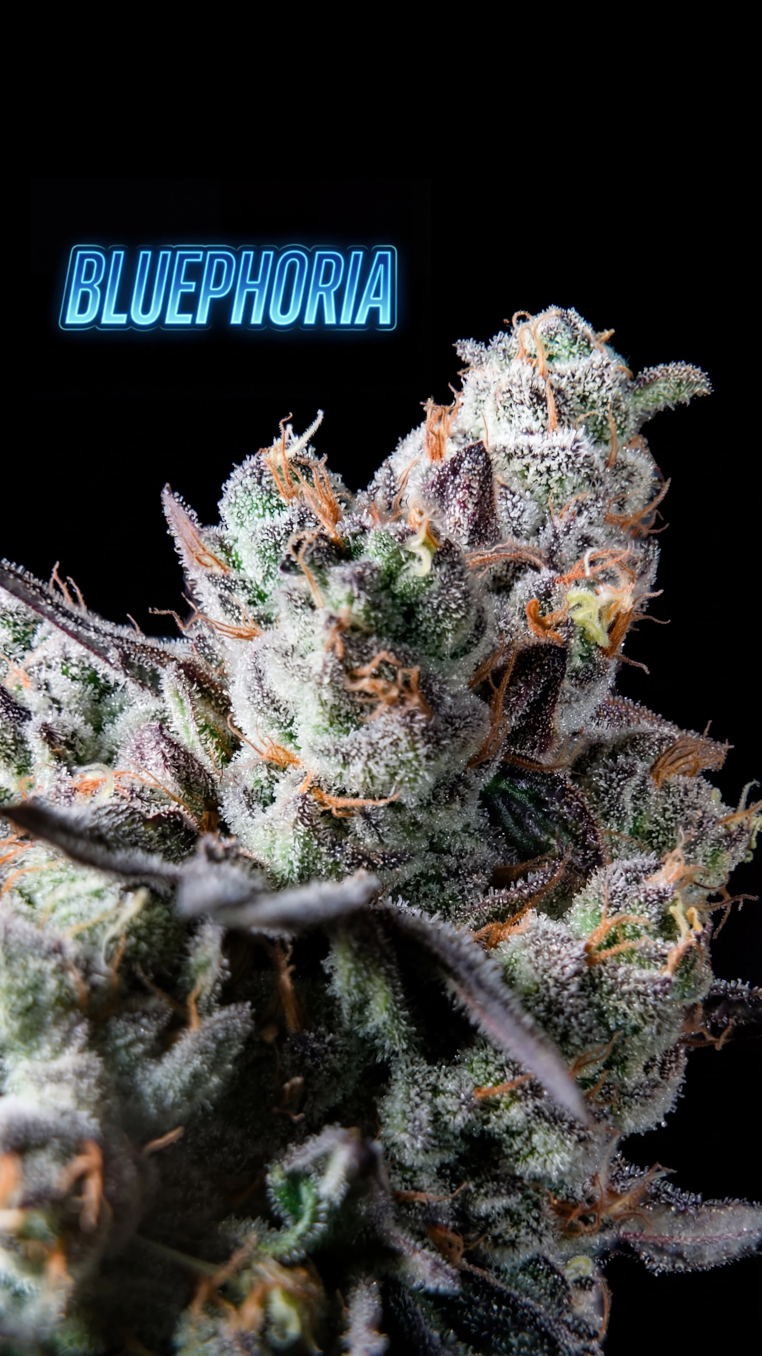 BLUEPHORIA_6.JPEG