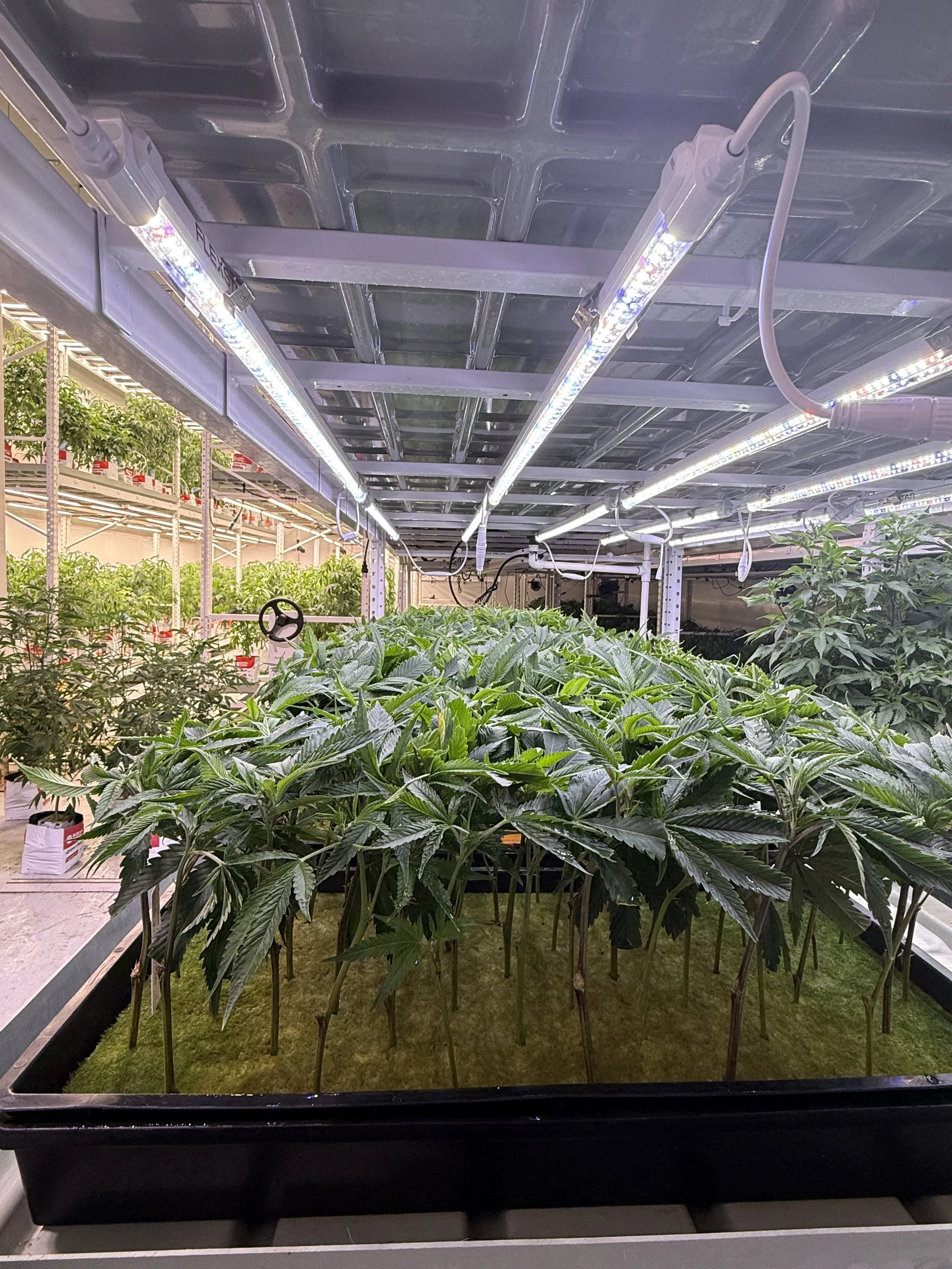 Clones ~ AgPro360 Racks | Matrix CB 18w Clone Bars
-
10-12 days in clone trays before transferring to veg blocks. 
180-250 ppfd