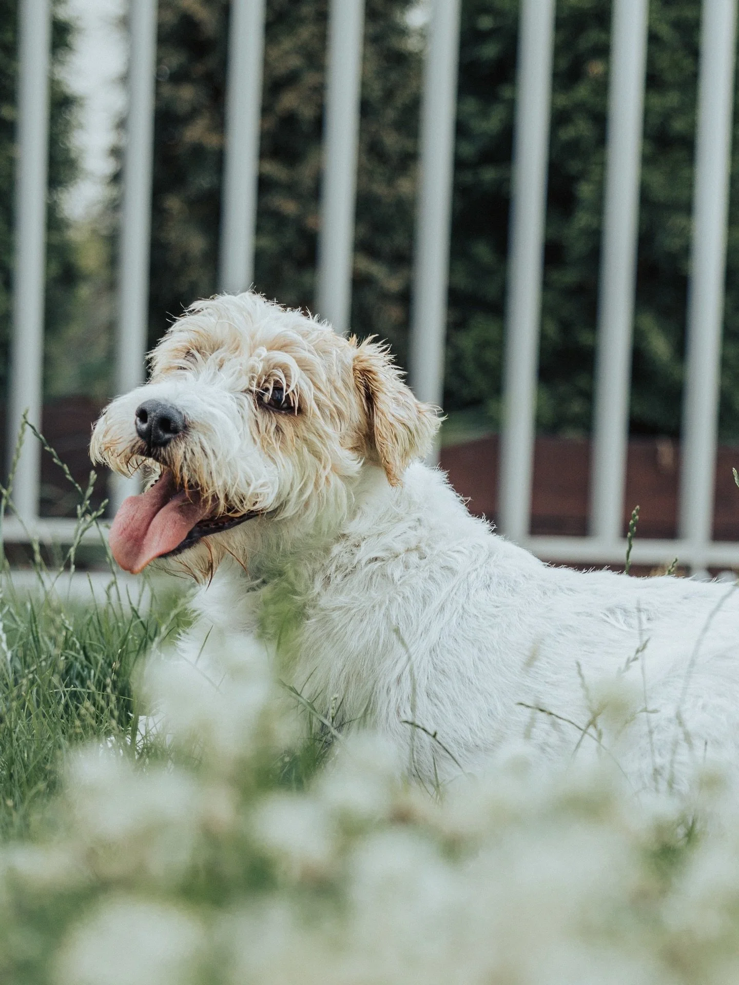 Każda przygoda kiedyś dobiega końca. Nasza, z Elvisem właśnie się skończyła. 15 lat, 1/3 mojego życia. Długo i jednocześnie za kr&oacute;tko.

Elvis był uparty jak cholera. Nie był psem do negocjacji. Nie znał słowa &ldquo;może&rdquo;. Jak czegoś chc