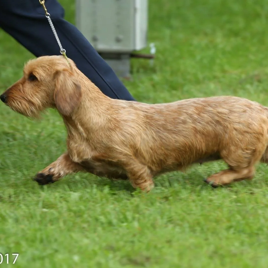 website dachshunds harriet.jpg