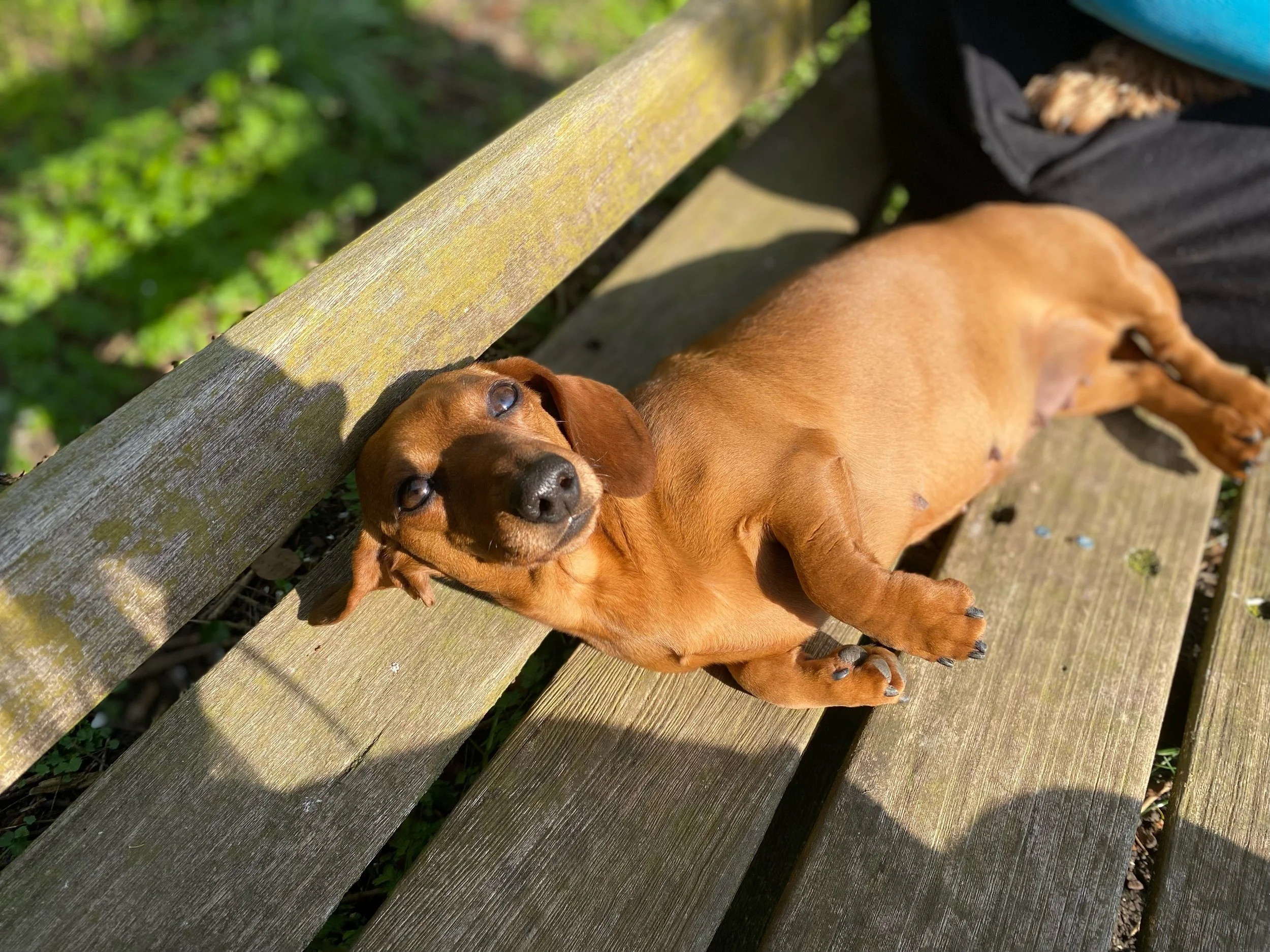 clipperdown naughty nell.jpeg