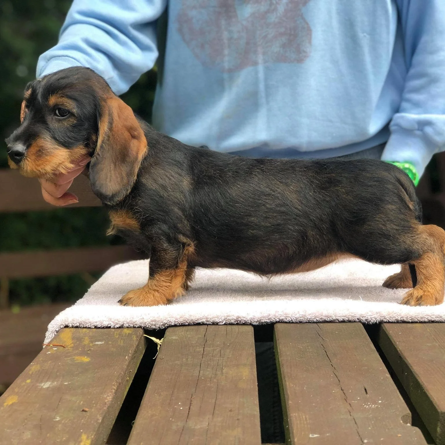 clipperdown beryl the peril 10 weeks.jpg