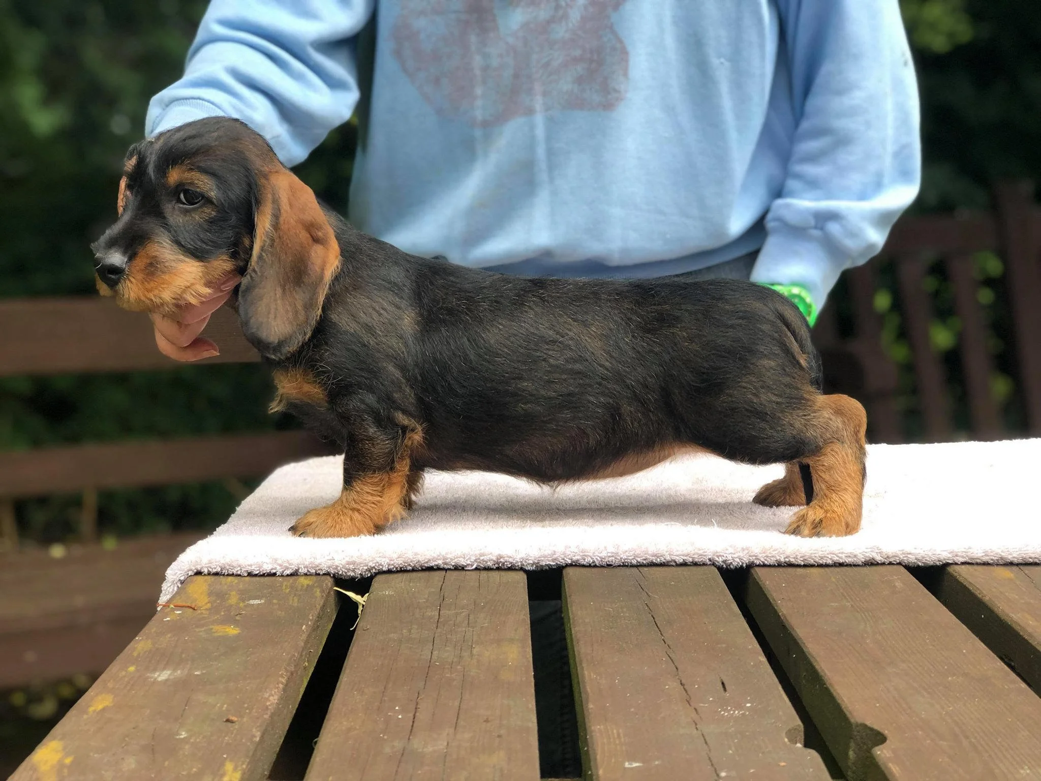clipperdown beryl the peril 10 weeks.jpg
