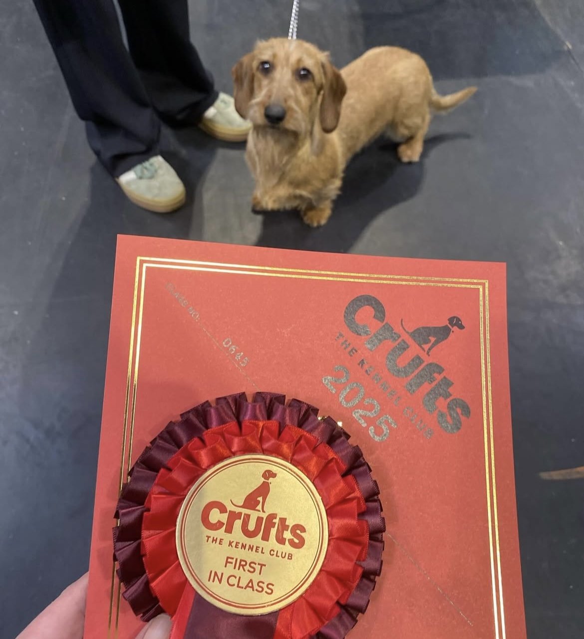 Clipperdown Vivien Leigh wins 1st Puppy Bitch at Crufts 2025
